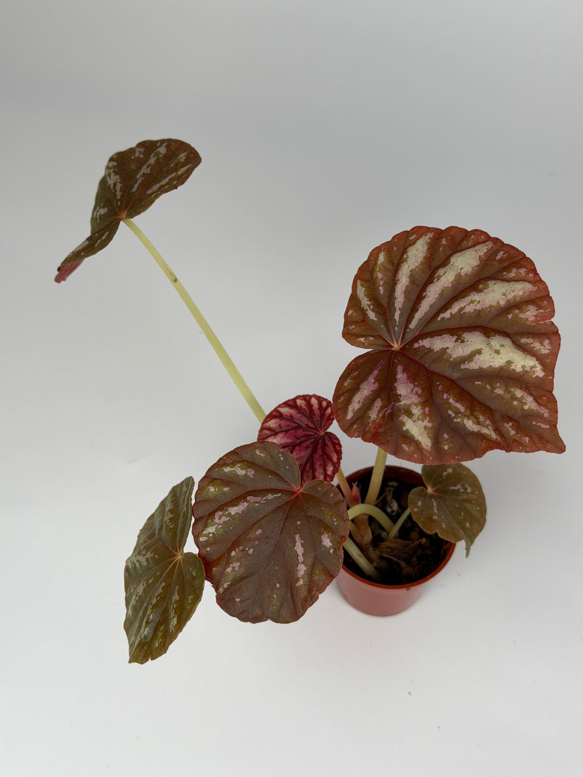 Begonia Candy Stripes