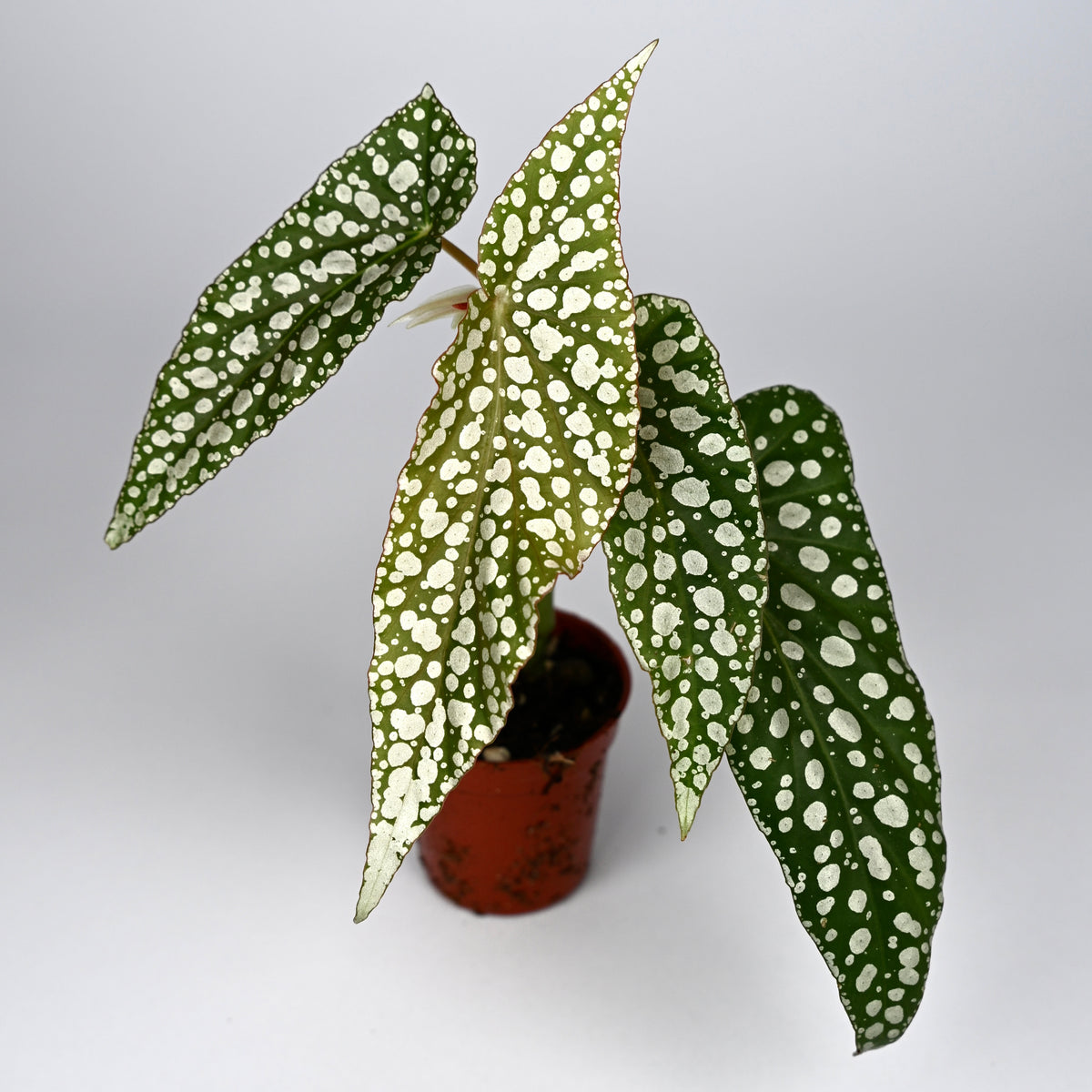 Begonia White Ice