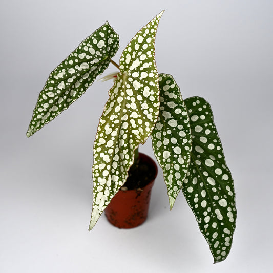 Begonia White Ice
