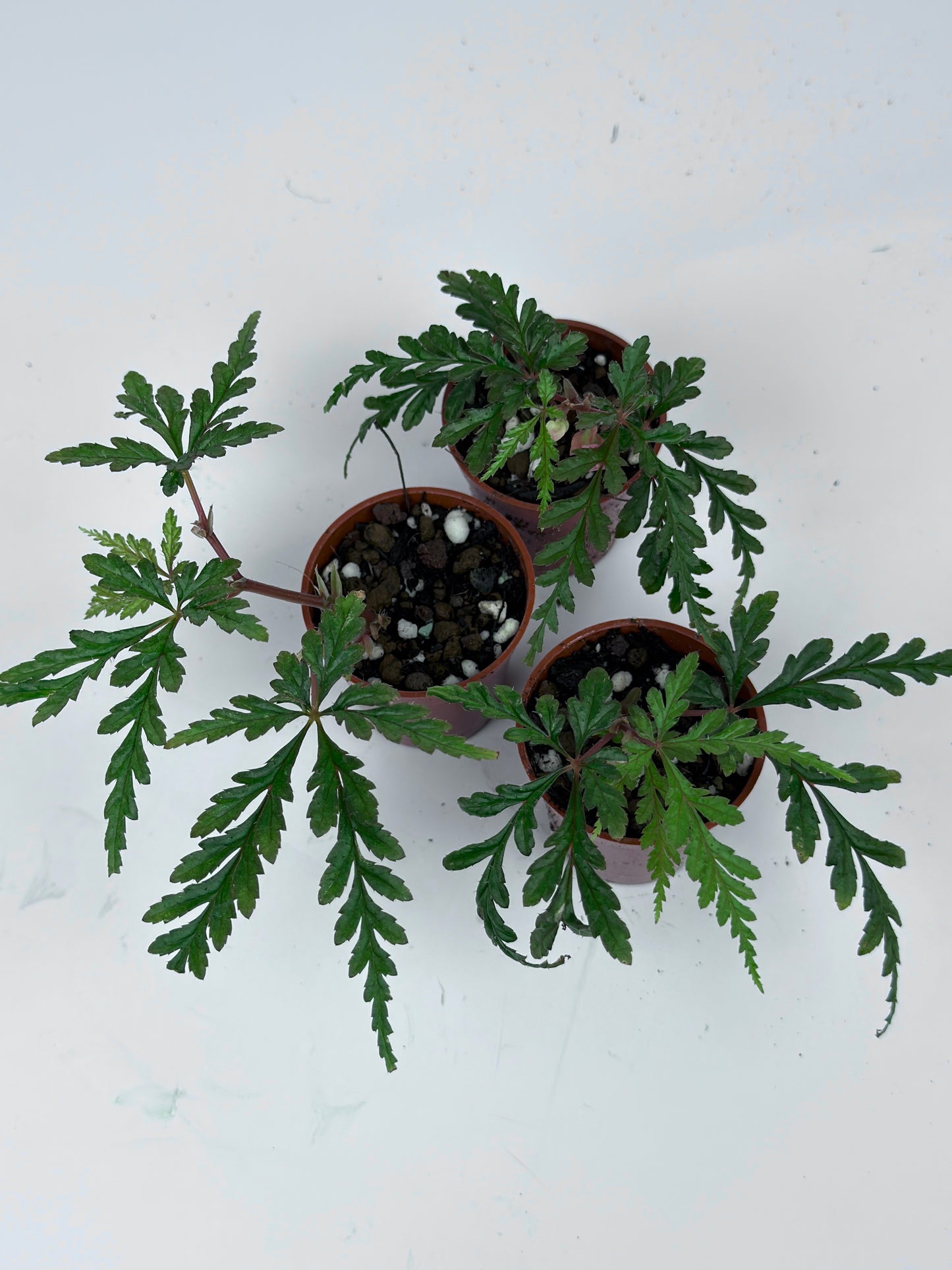 Begonia Polilloensis