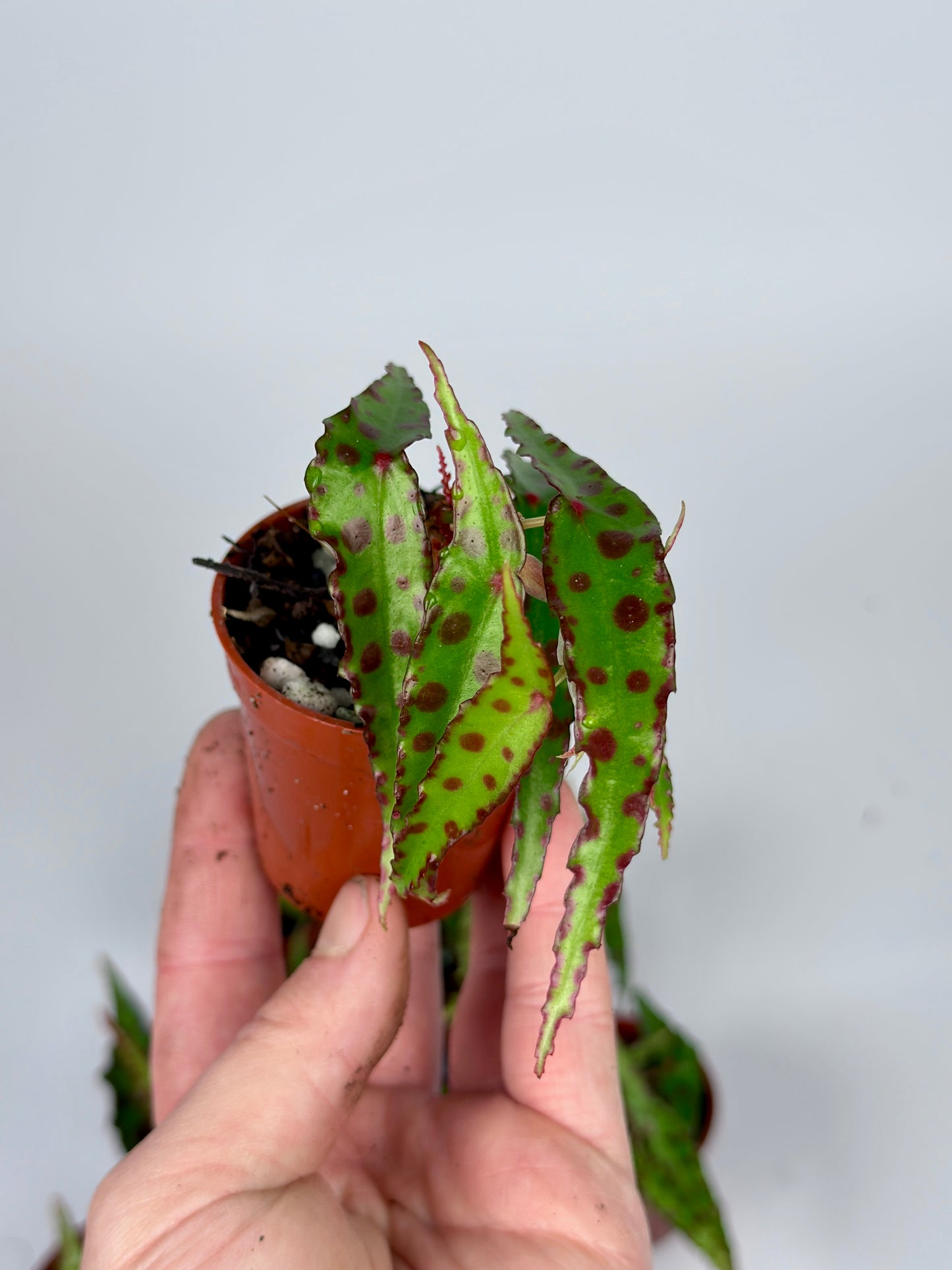 Begonia Amphioxus