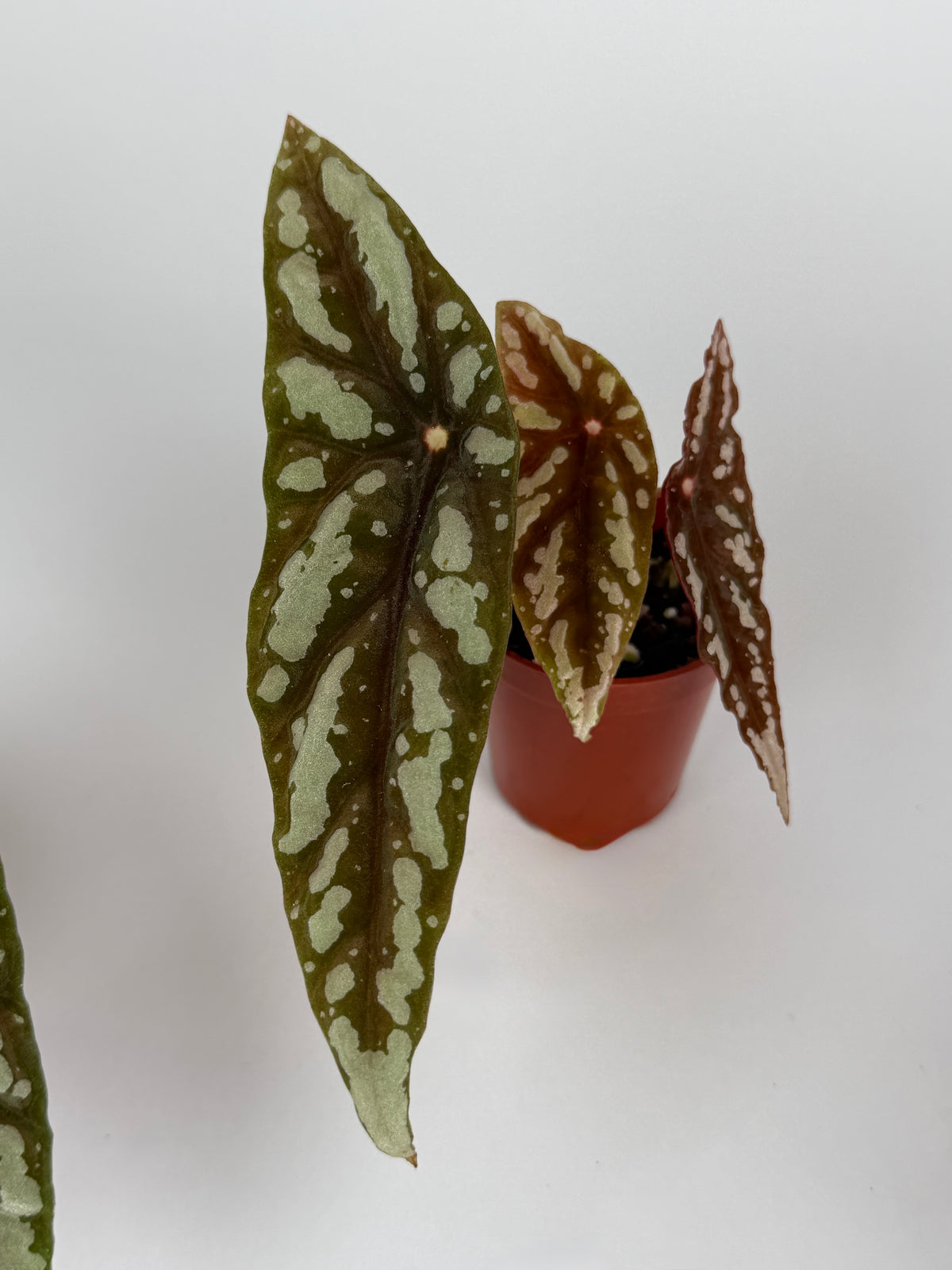 Begonia Lubbersii