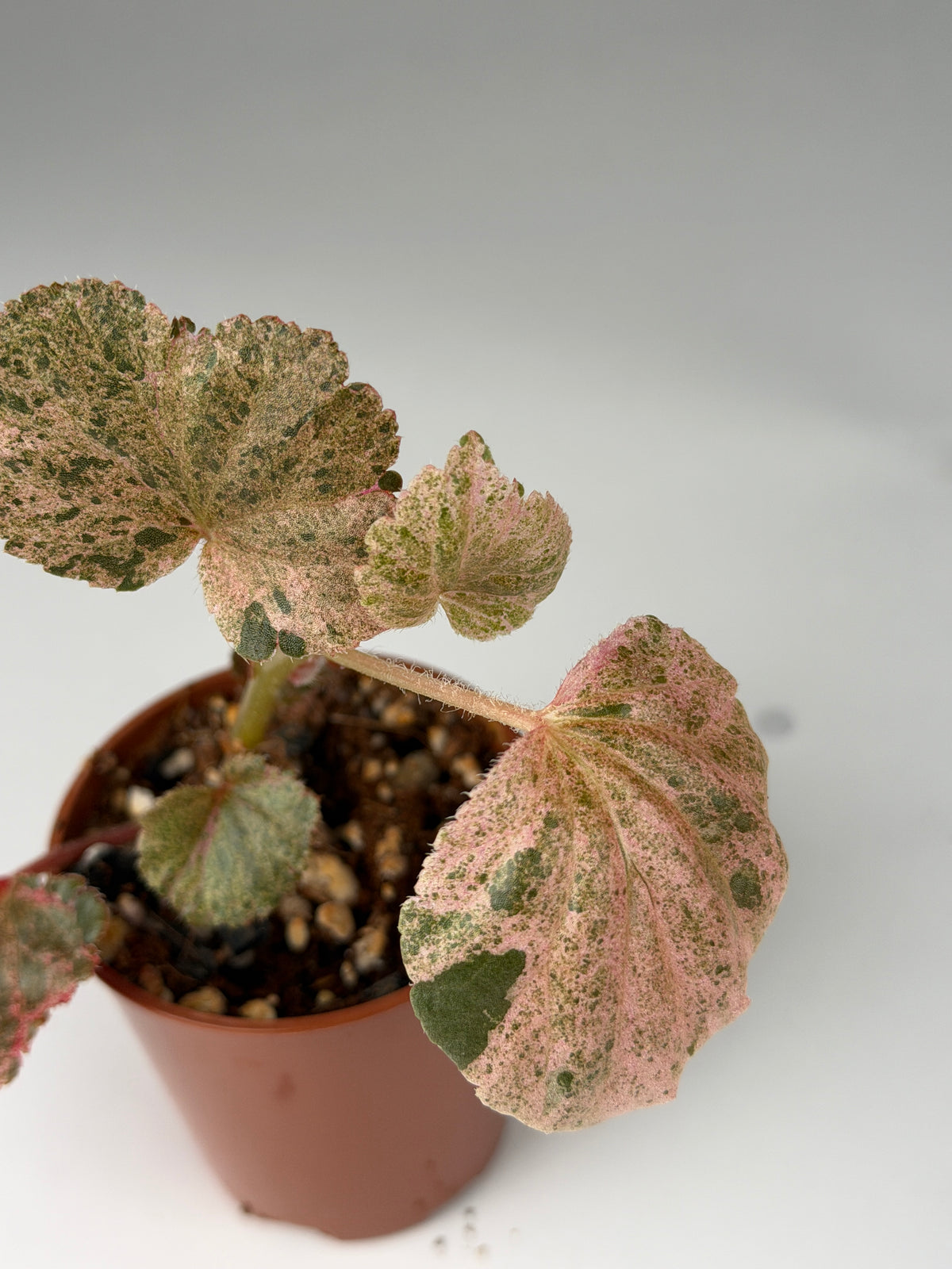 Begonia Pink Variegated Cucullata