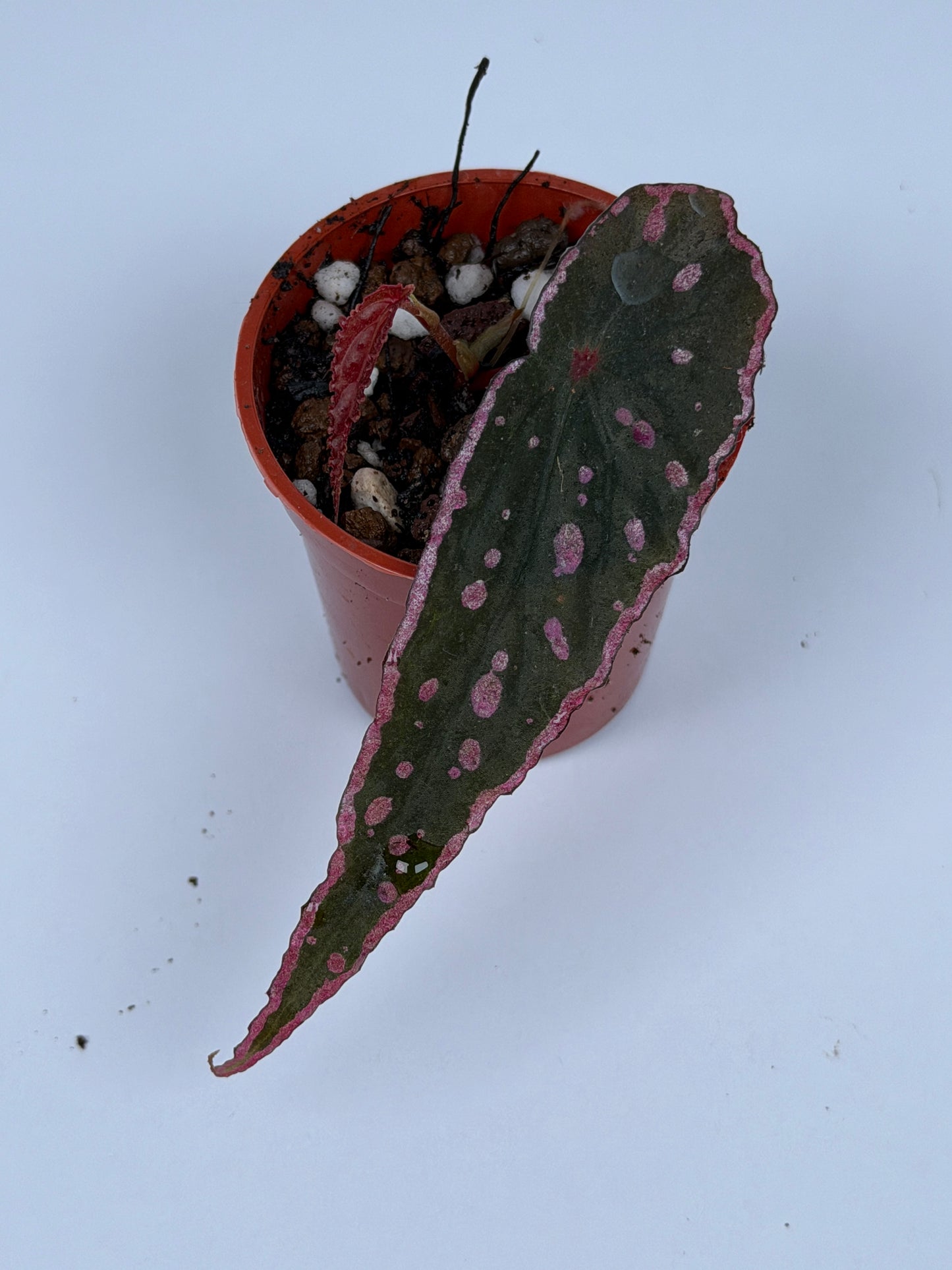 Begonia Nothobaramensis x Amphioxus