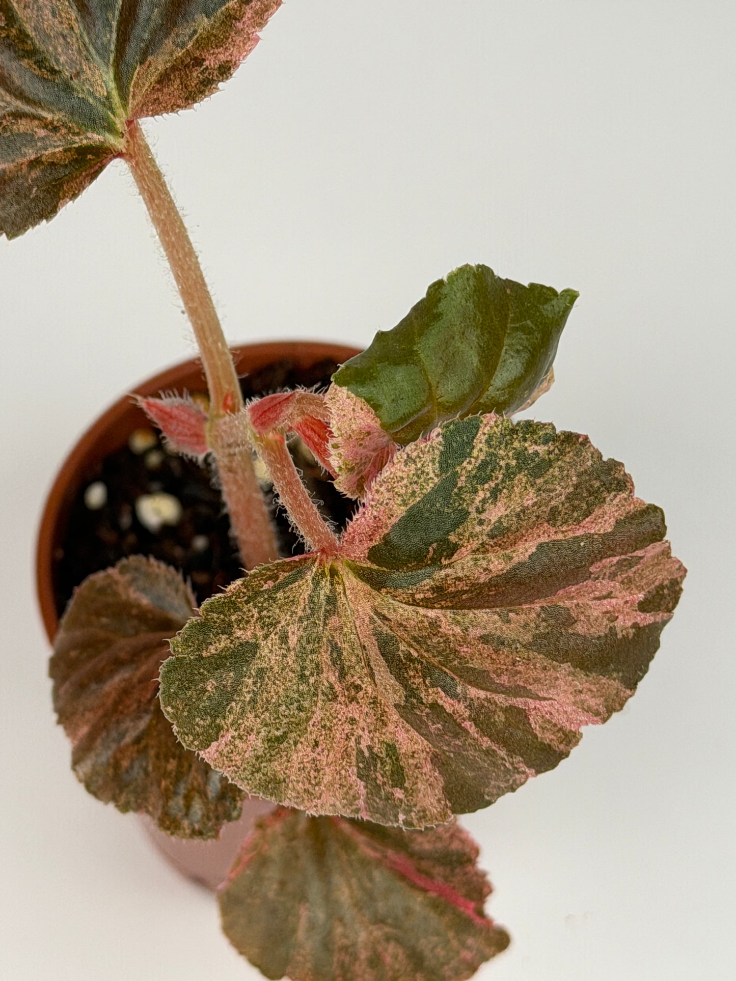 Begonia Pink Variegated Cucullata