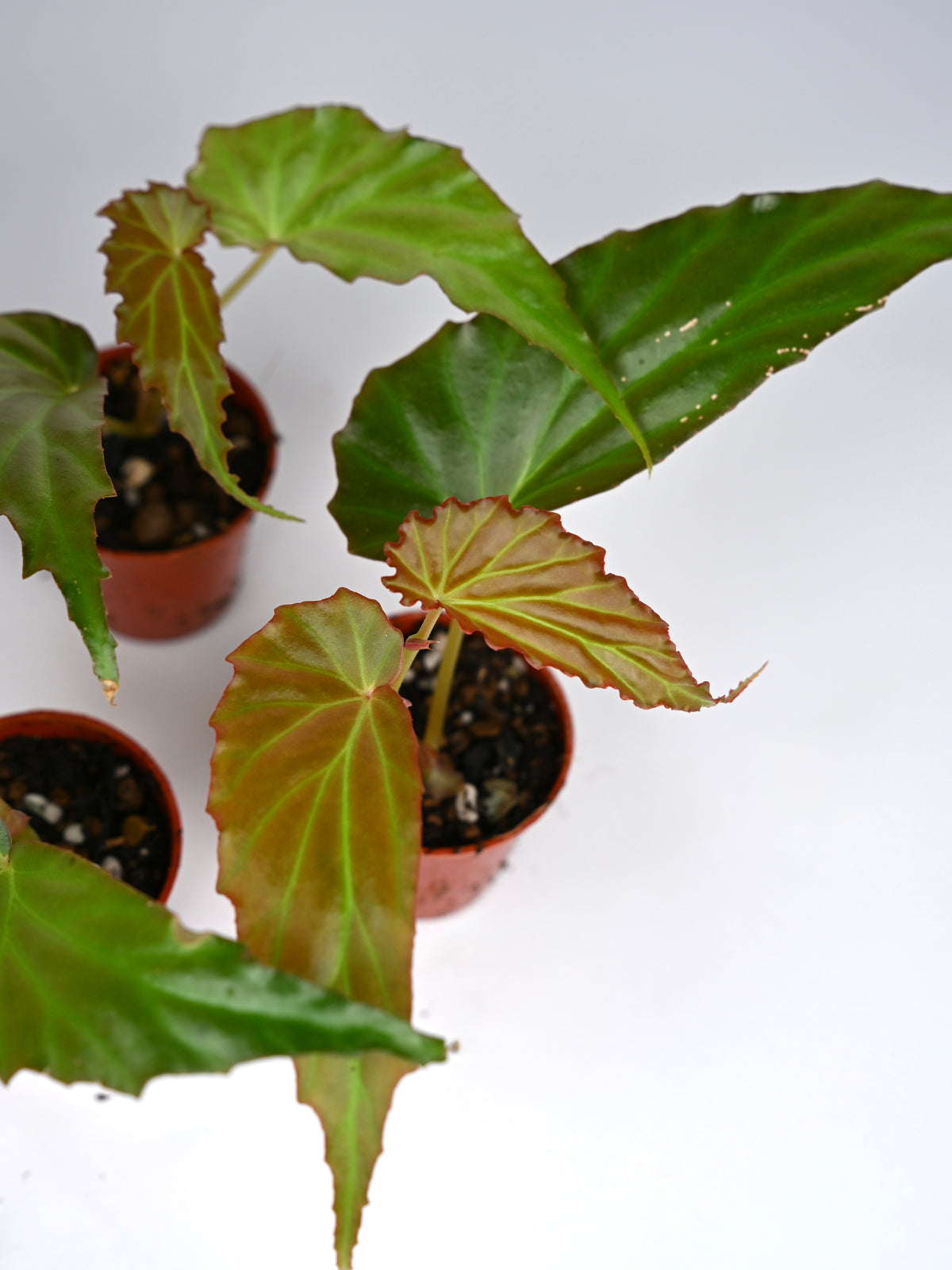 Begonia 'Borneensis'