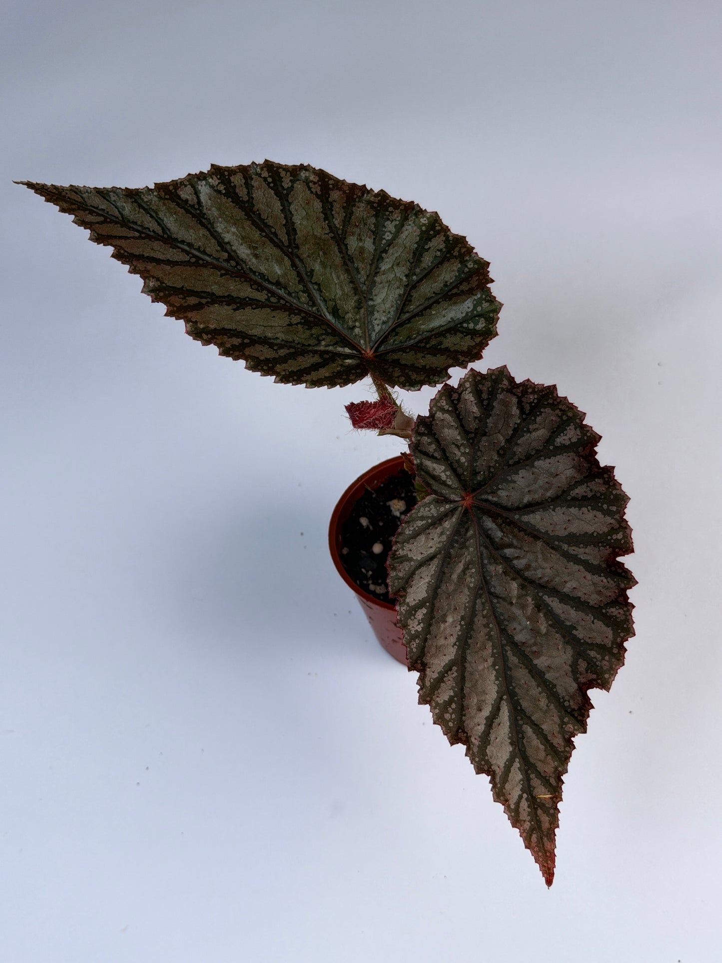Begonia Aya