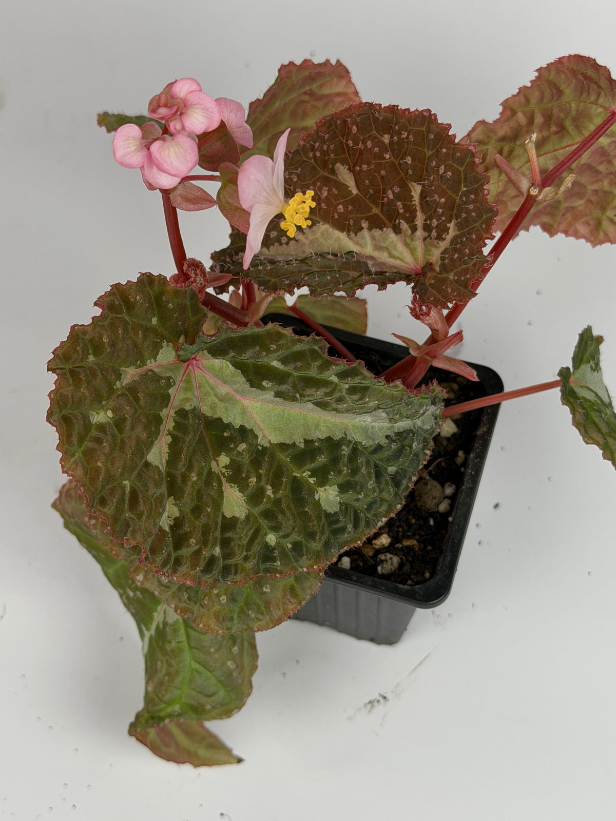 Begonia Colorata x Tawau