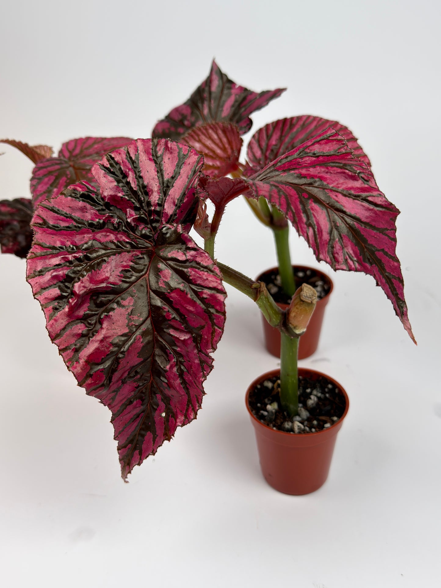 Begonia Brevirimosa