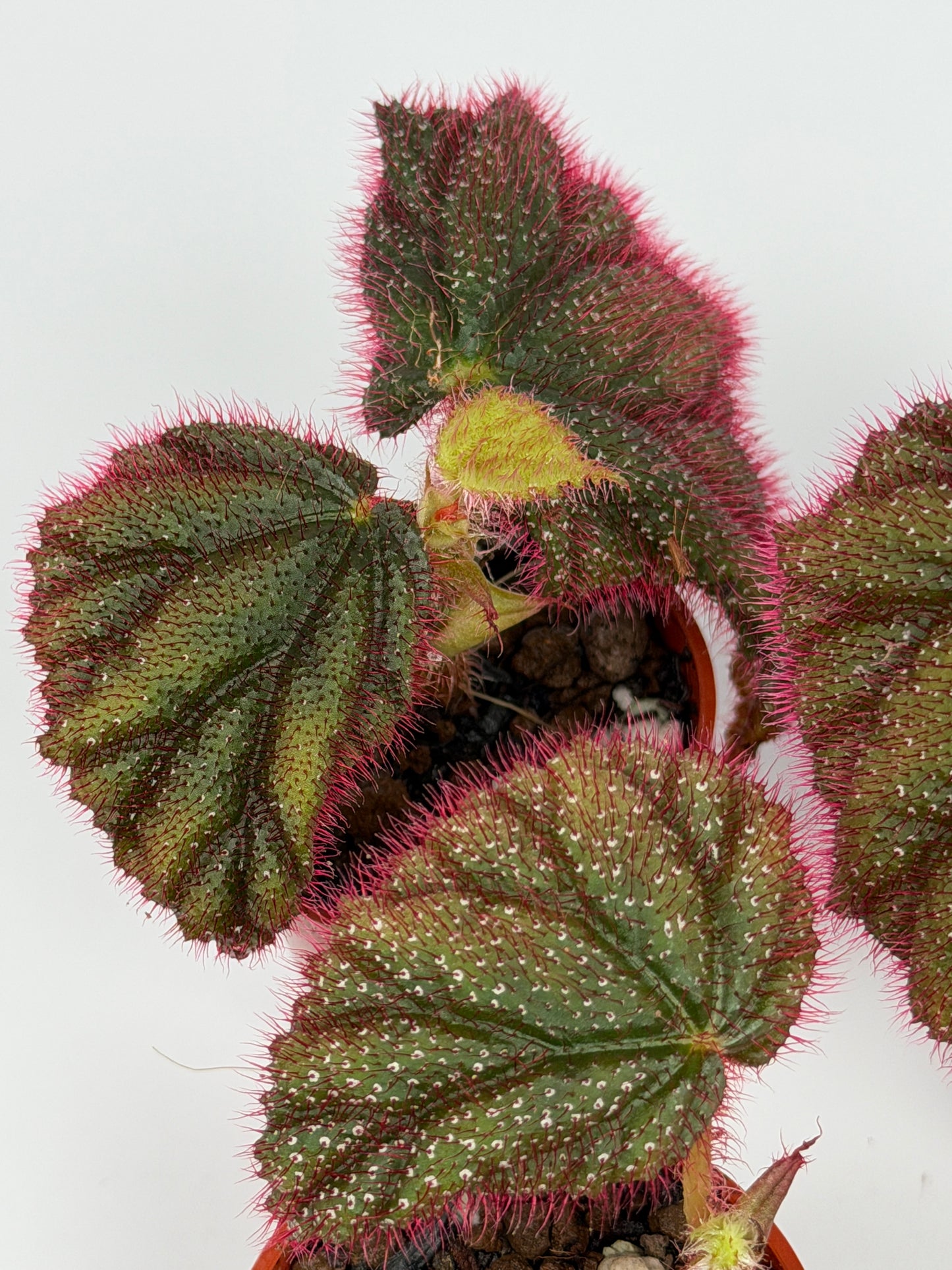 Begonia Sp. Lahad Datu