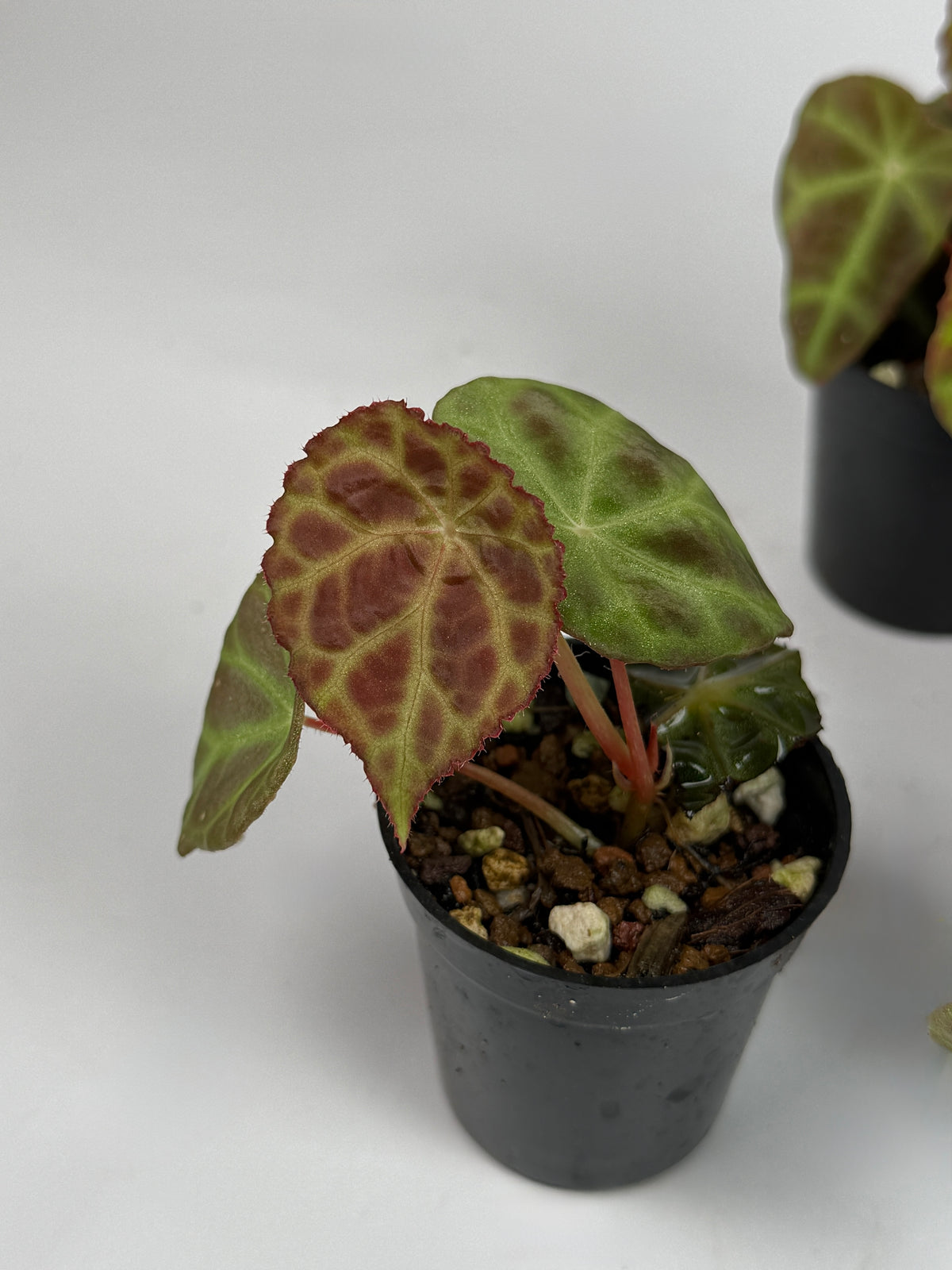 Begonia Goegoensis