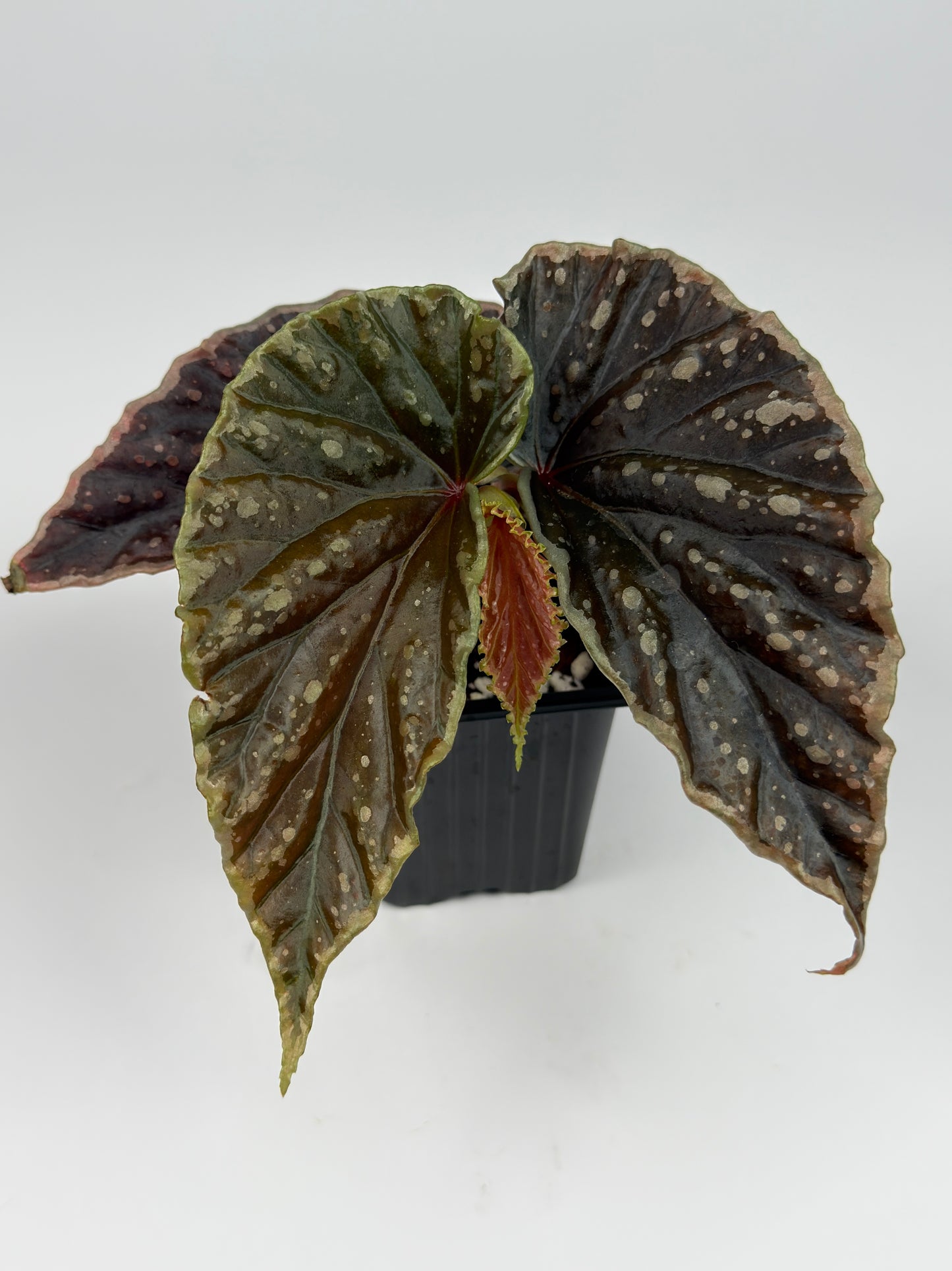 Begonia 'Crazy Pink' x Darthvaderiana