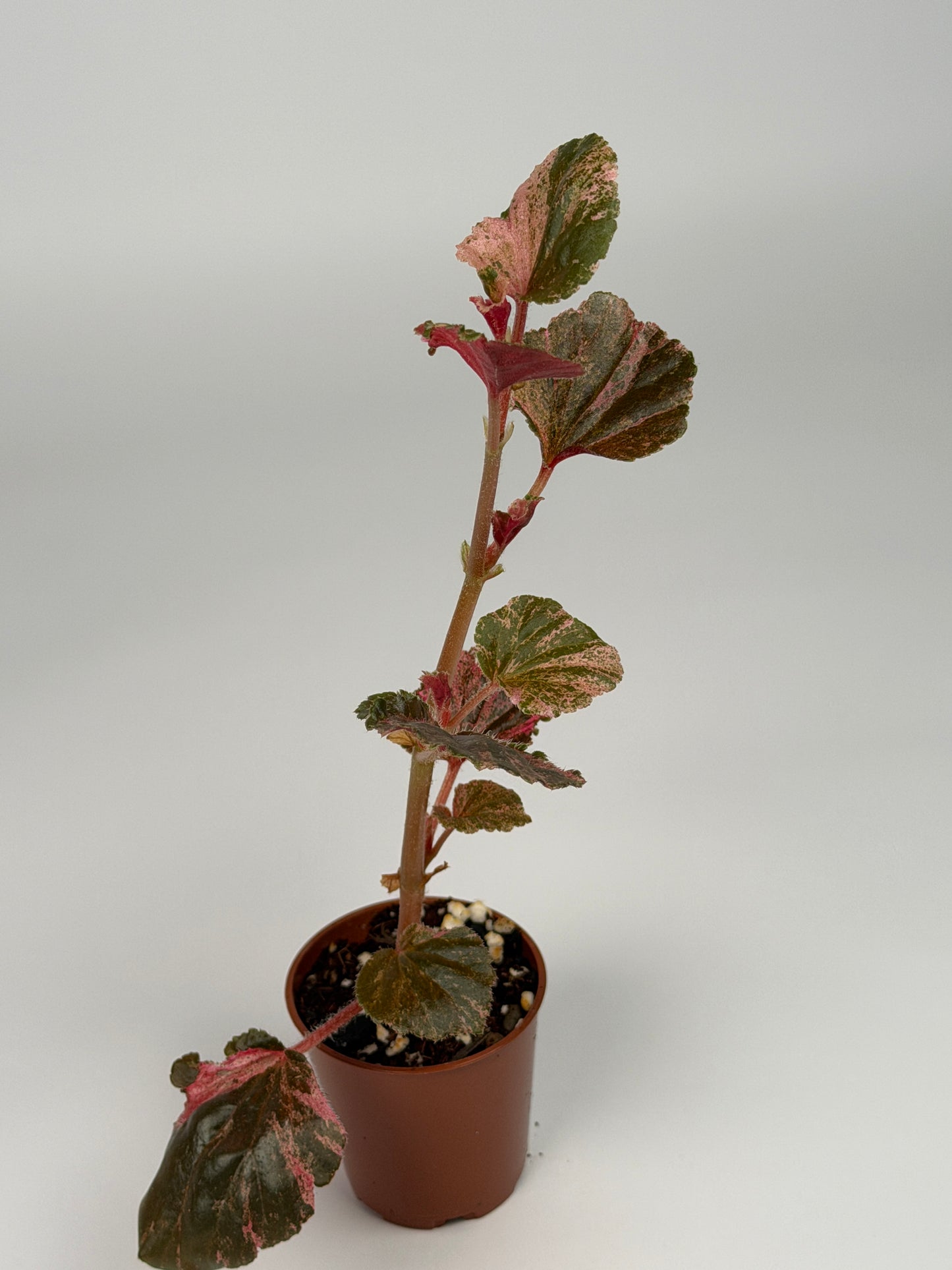 Begonia Pink Variegated Cucullata