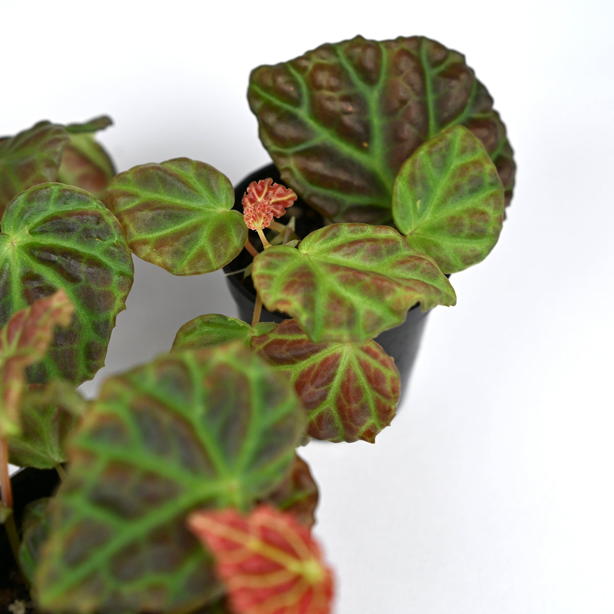 Begonia Dracopelta x Sarawak