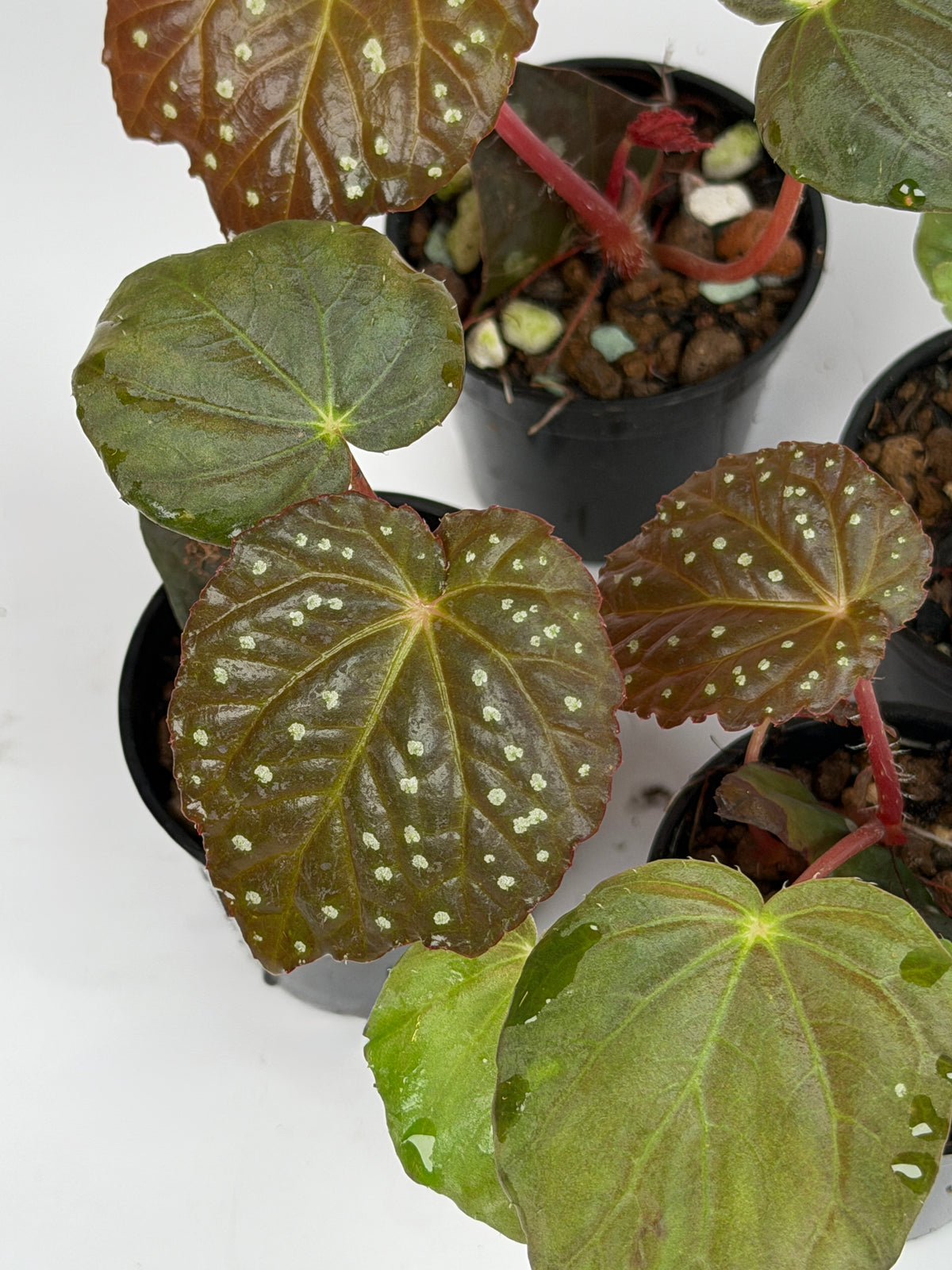 Begonia 'Starry Night'