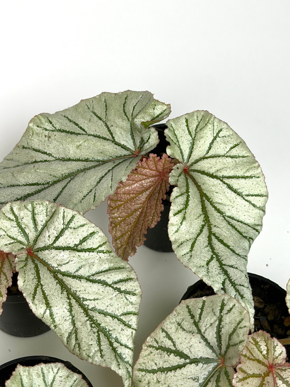 Begonia 'Don Miller'