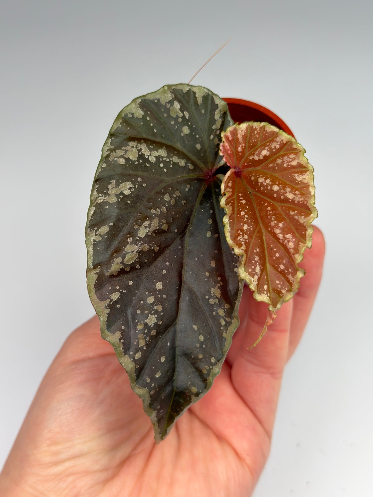 Begonia 'Crazy Pink' x Darthvaderiana