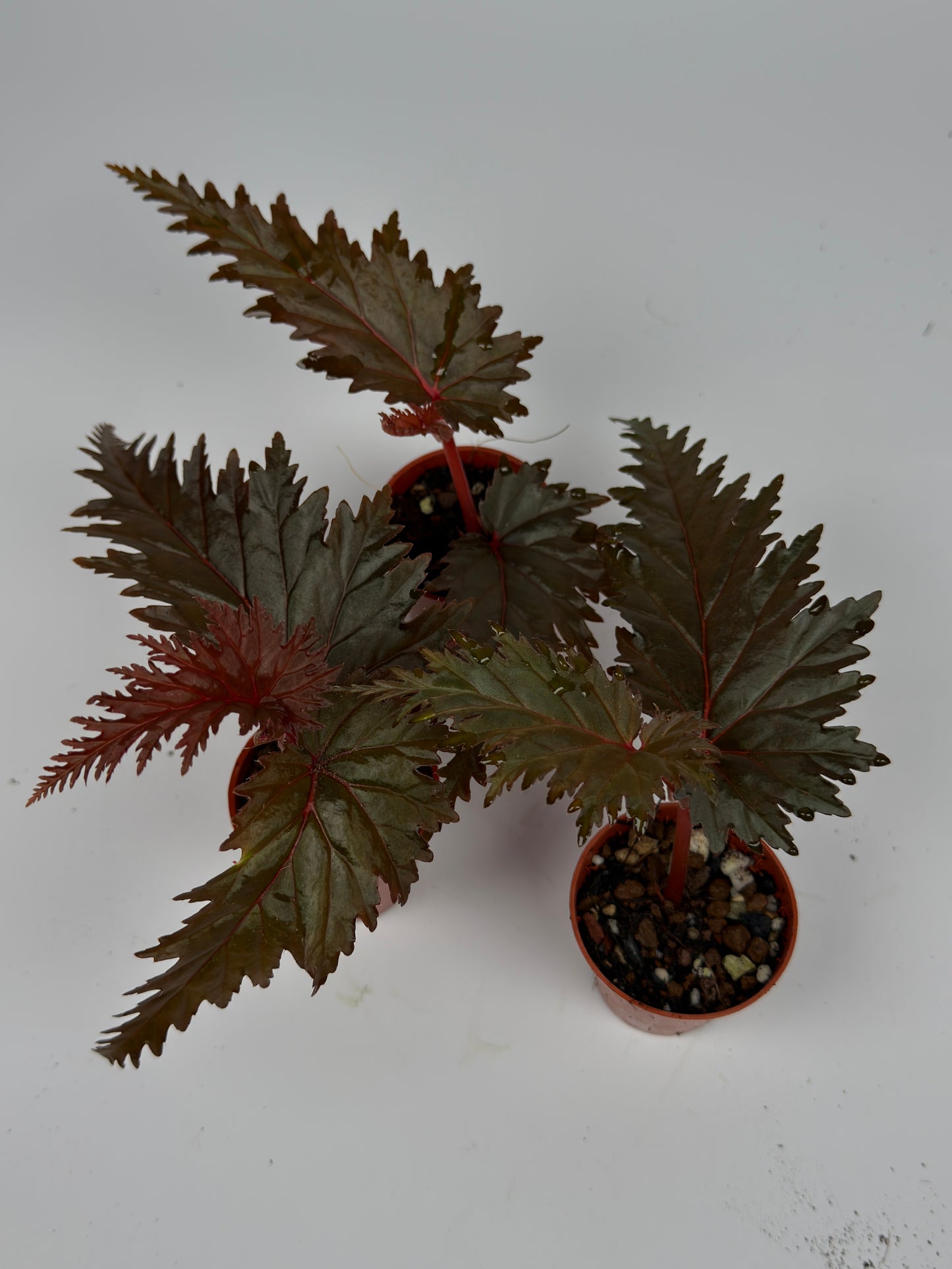 Begonia Miri