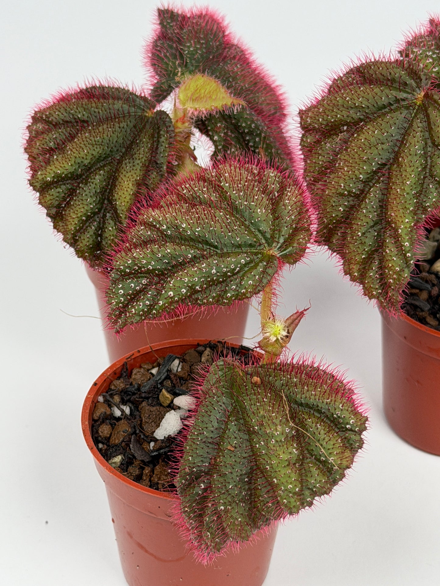 Begonia Sp. Lahad Datu