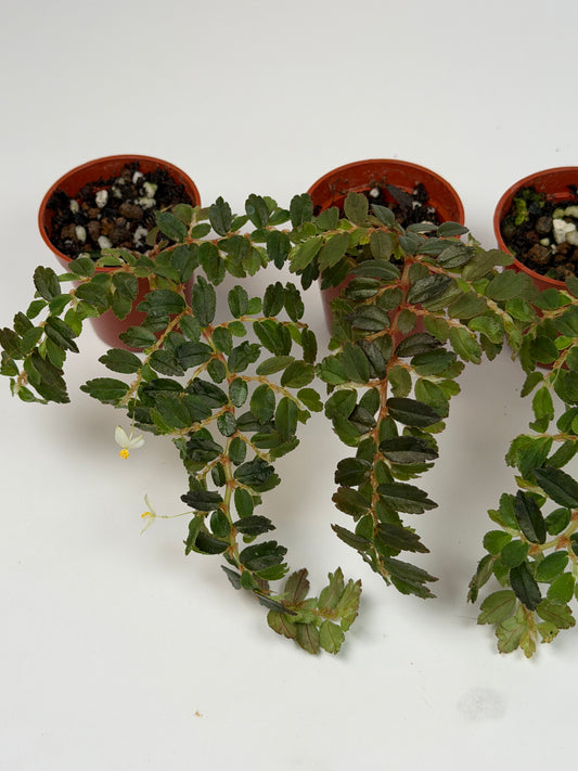 Begonia Foliosa