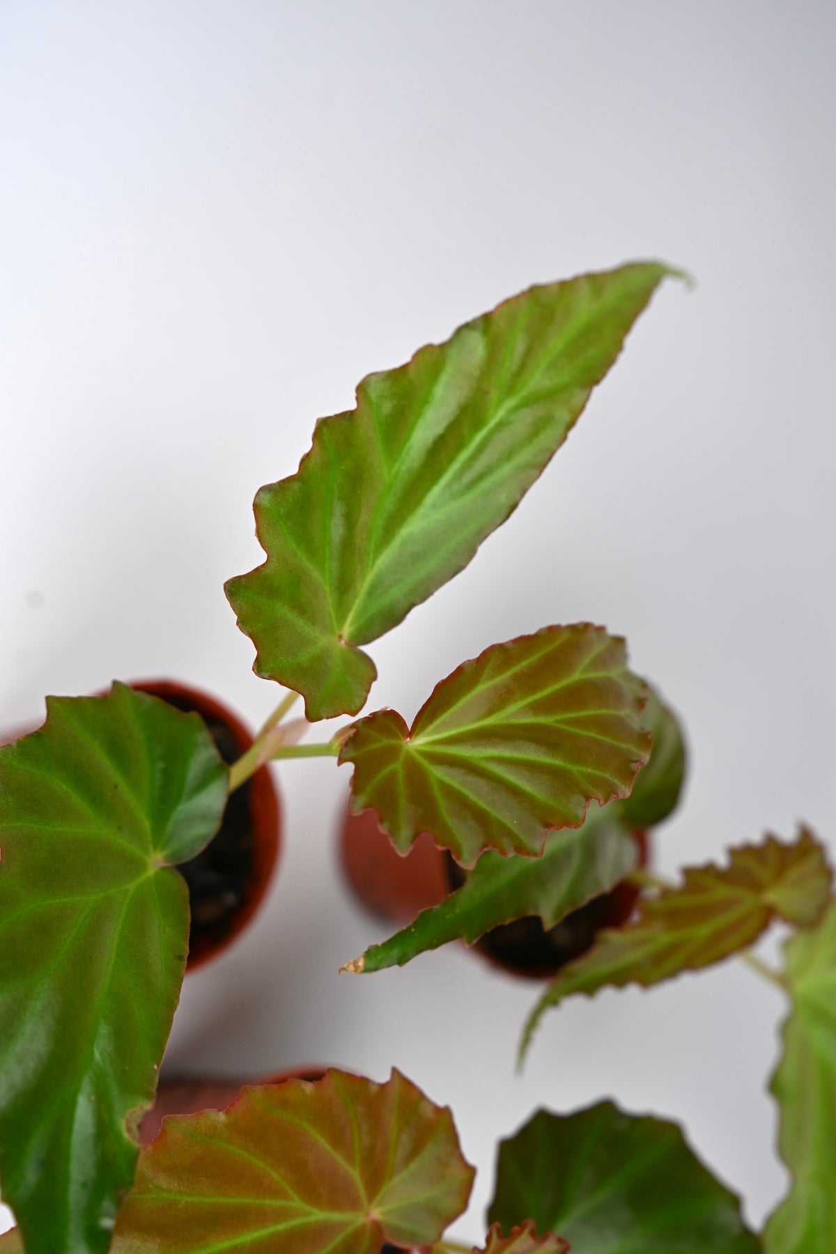 Begonia 'Borneensis'