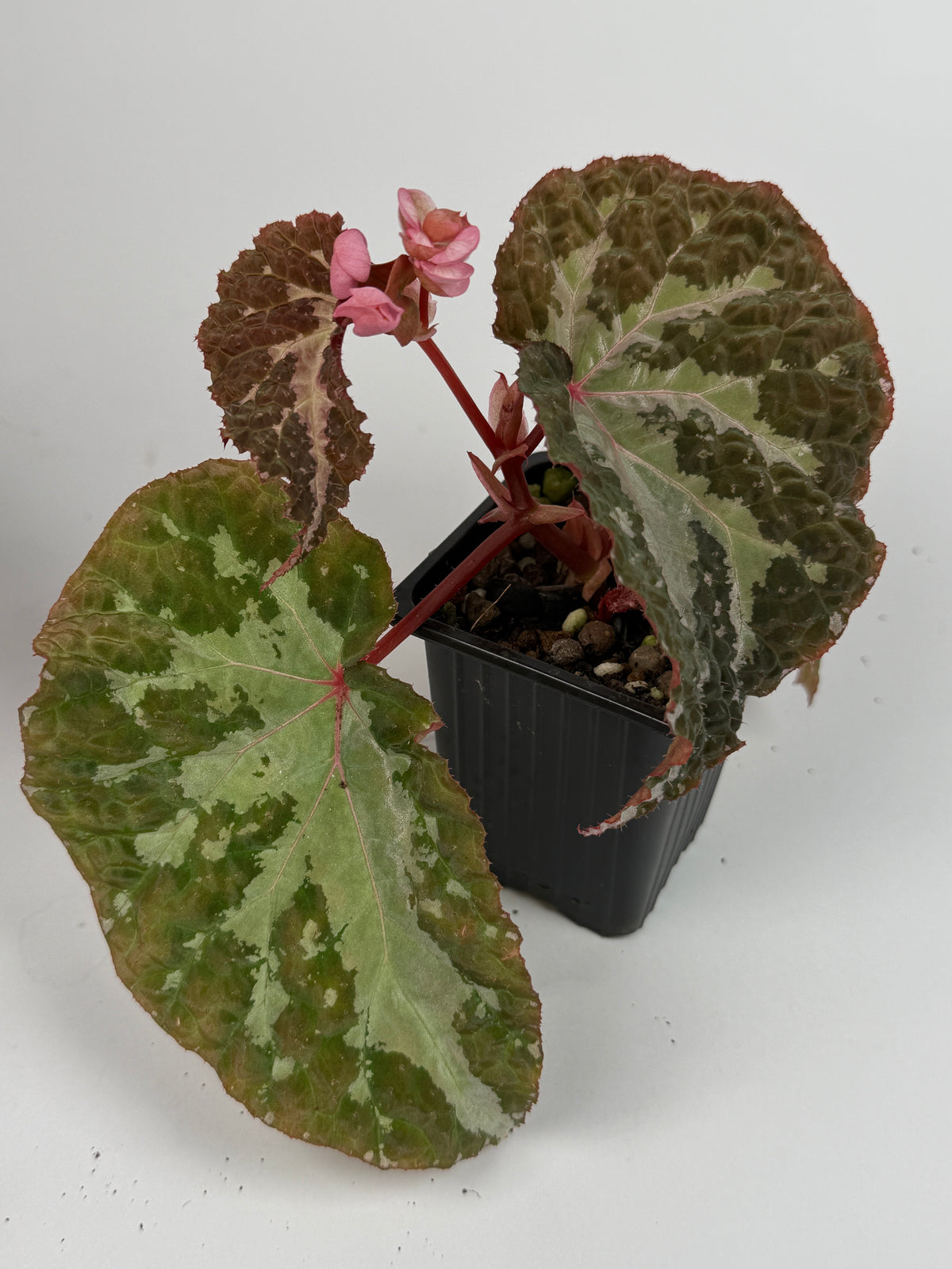 Begonia Colorata x Tawau