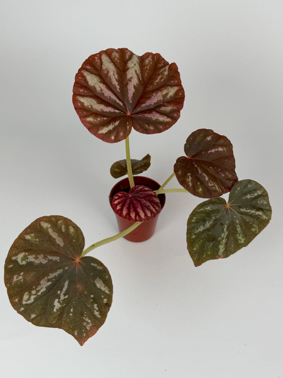 Begonia Candy Stripes