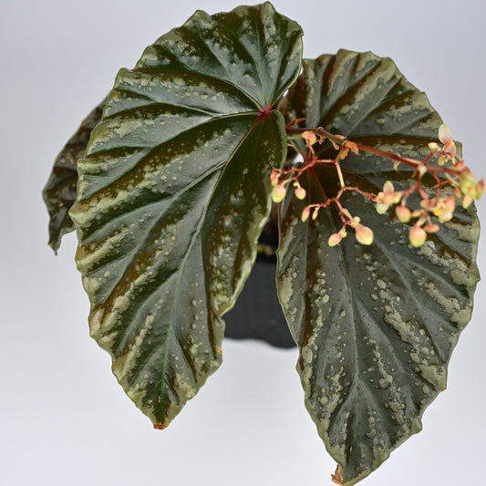 Begonia 'Crazy Pink' x Darthvaderiana