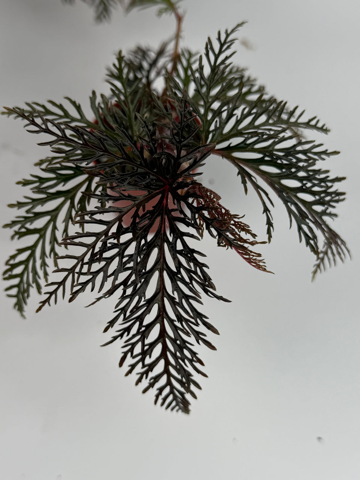 Begonia Bipinnatifida