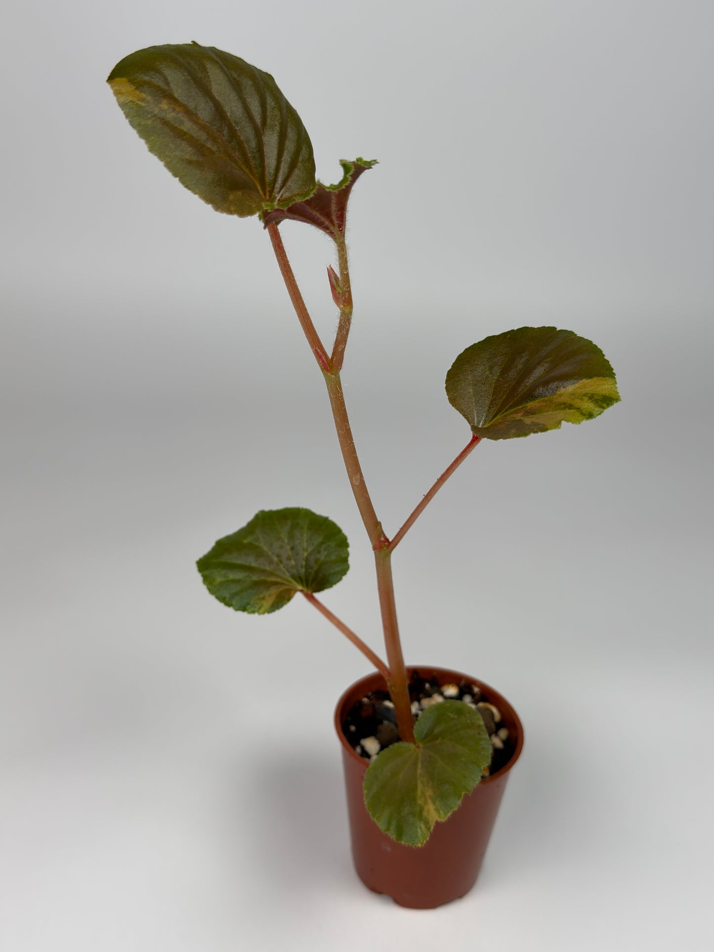 Begonia Yellow 'Aurea' Variegated Cucullata