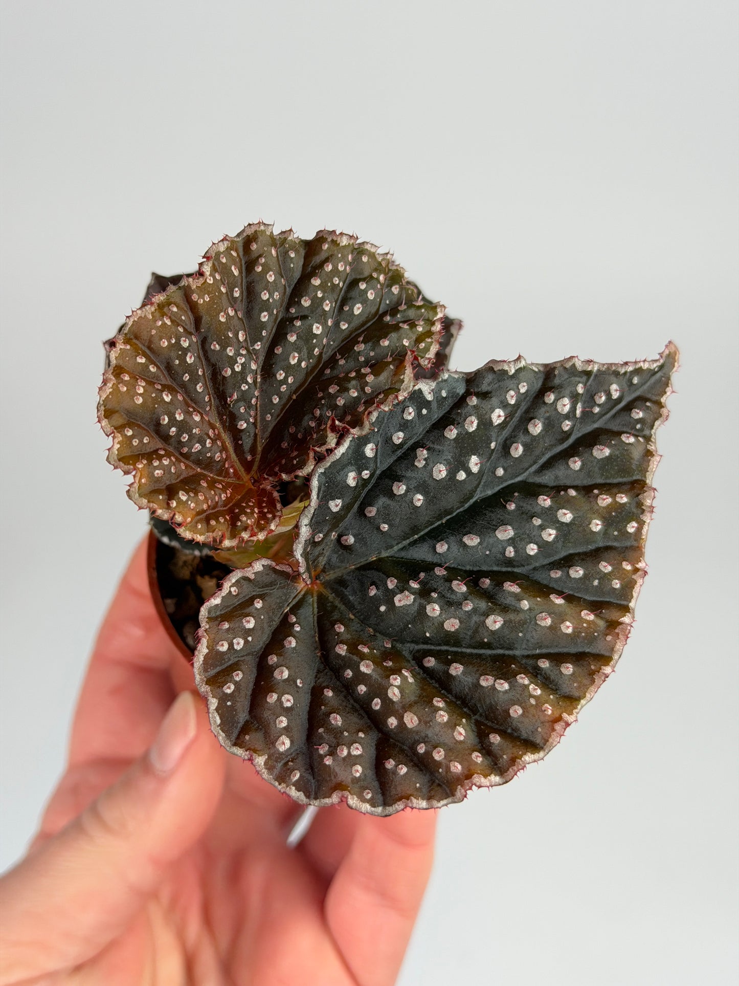 Begonia Darthvaderiana x Sp. Lahad Datu