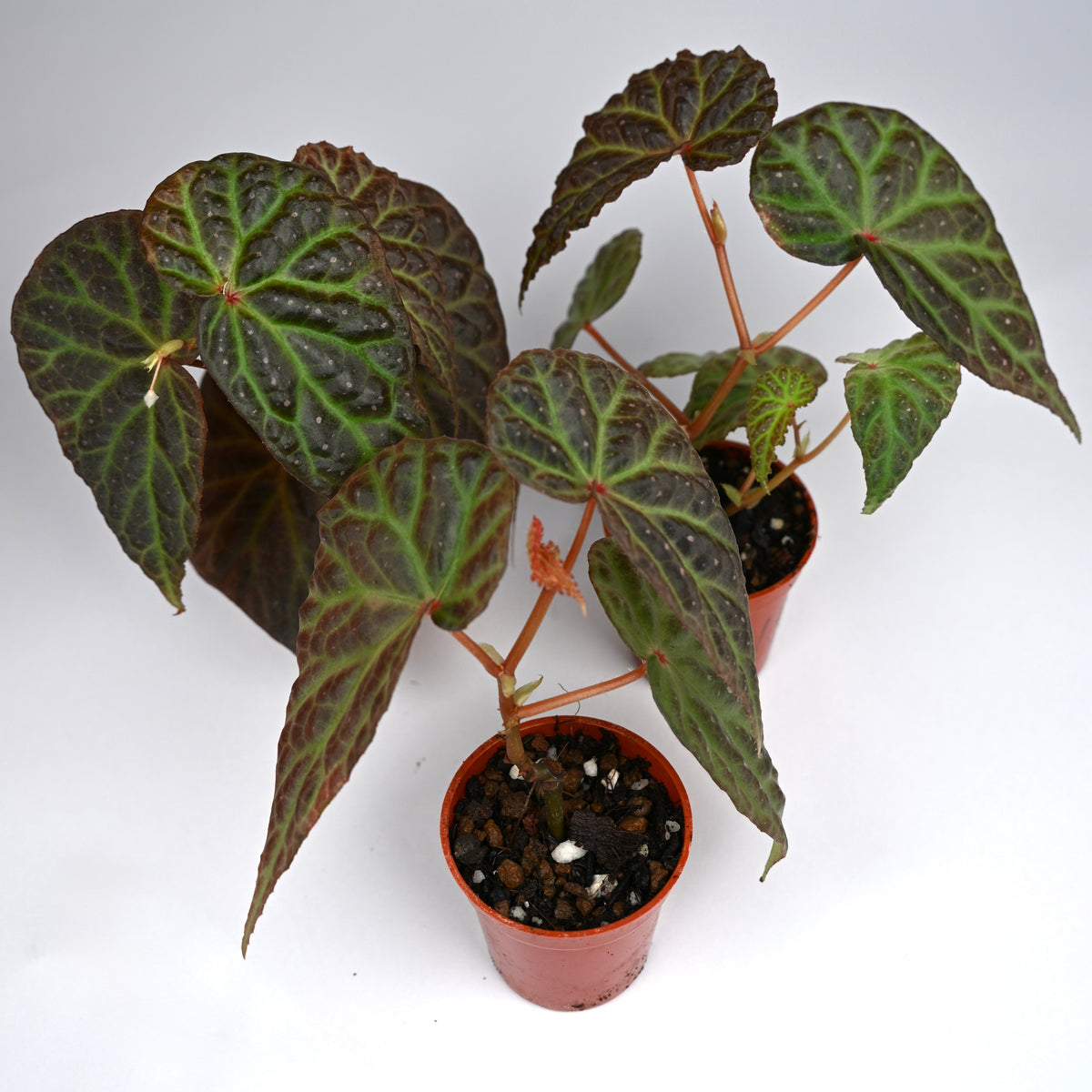 Begonia Dracopelta x Malachosticta DF