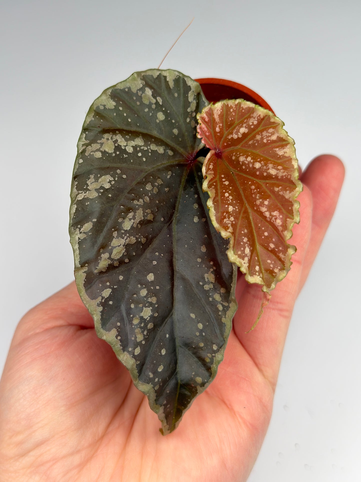 Begonia 'Crazy Pink' x Darthvaderiana