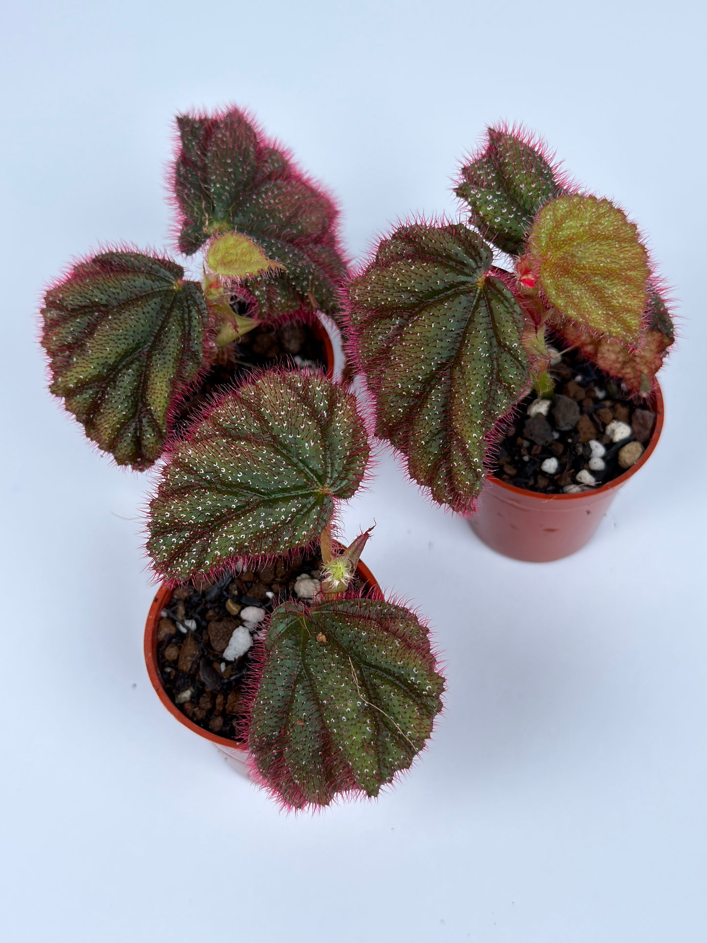 Begonia Sp. Lahad Datu