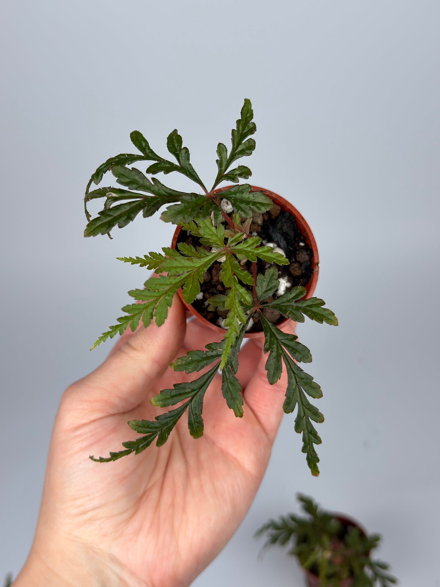 Begonia Polilloensis