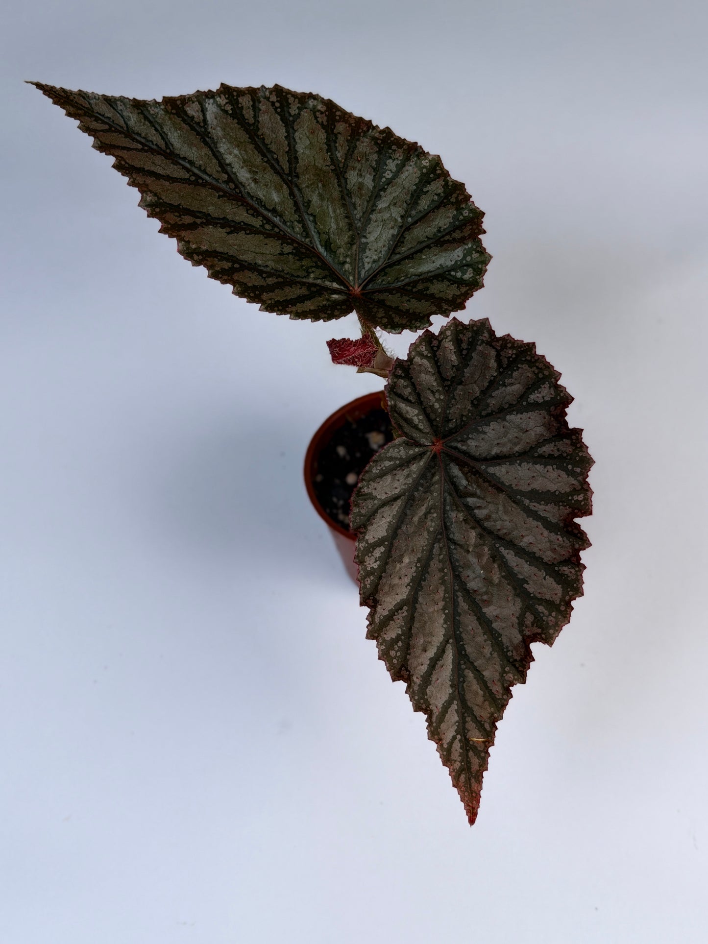 Begonia Aya