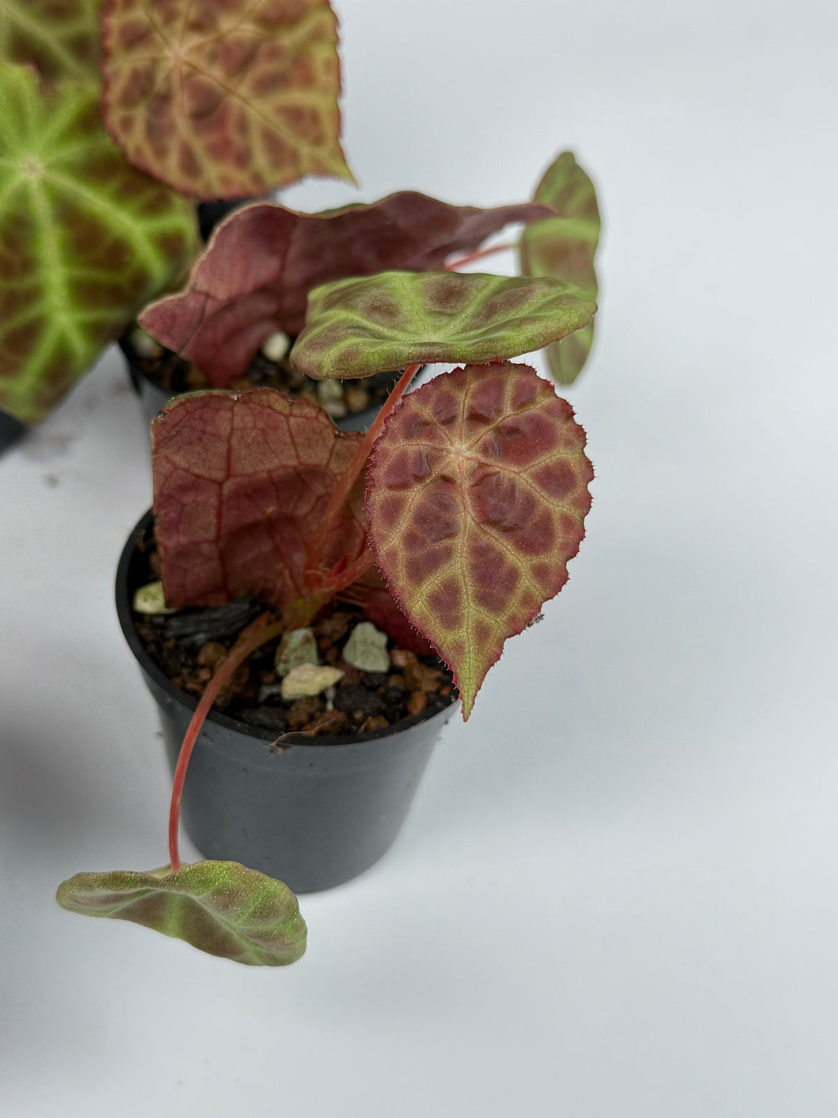 Begonia Goegoensis