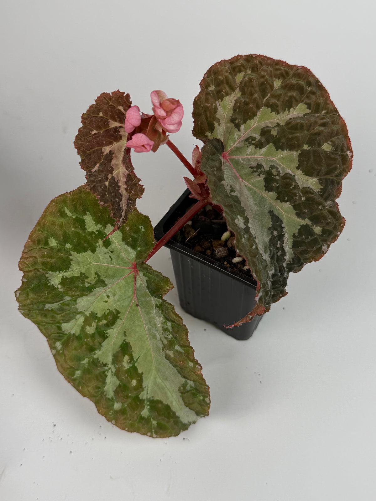 Begonia Colorata x Tawau