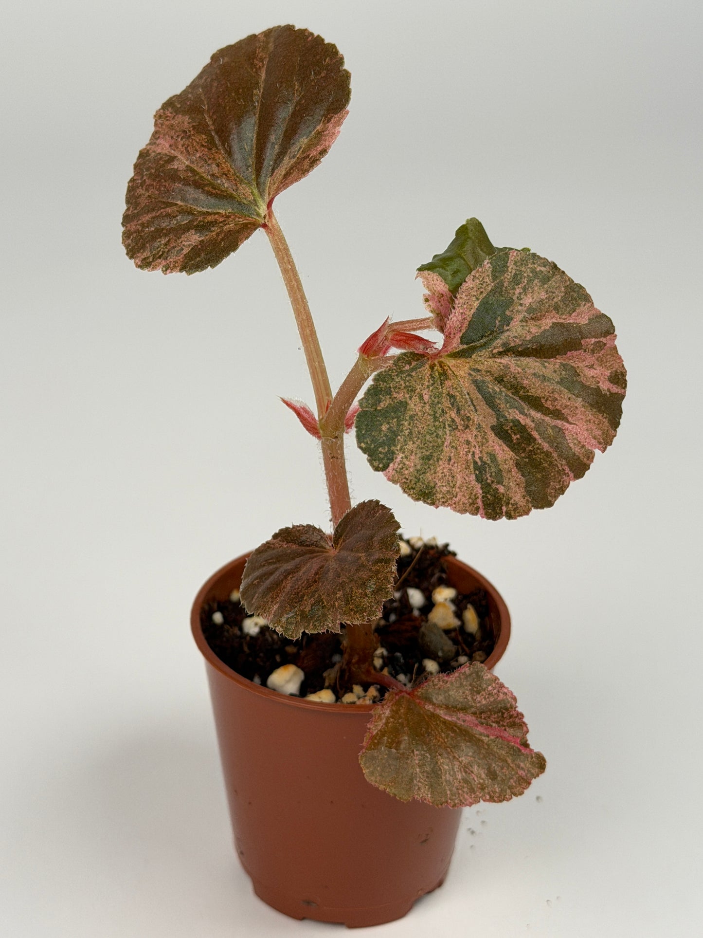 Begonia Pink Variegated Cucullata
