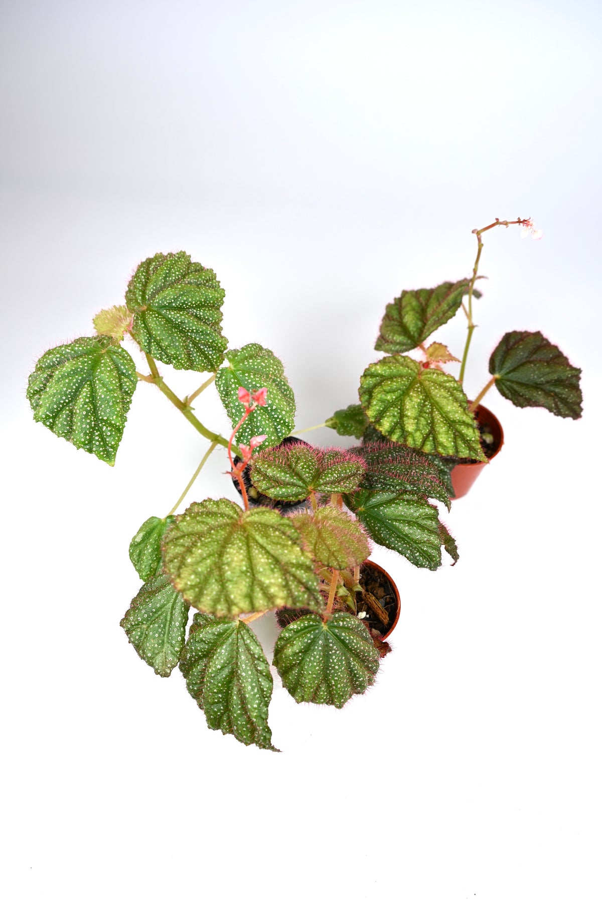 Begonia Sp. Lahad Datu