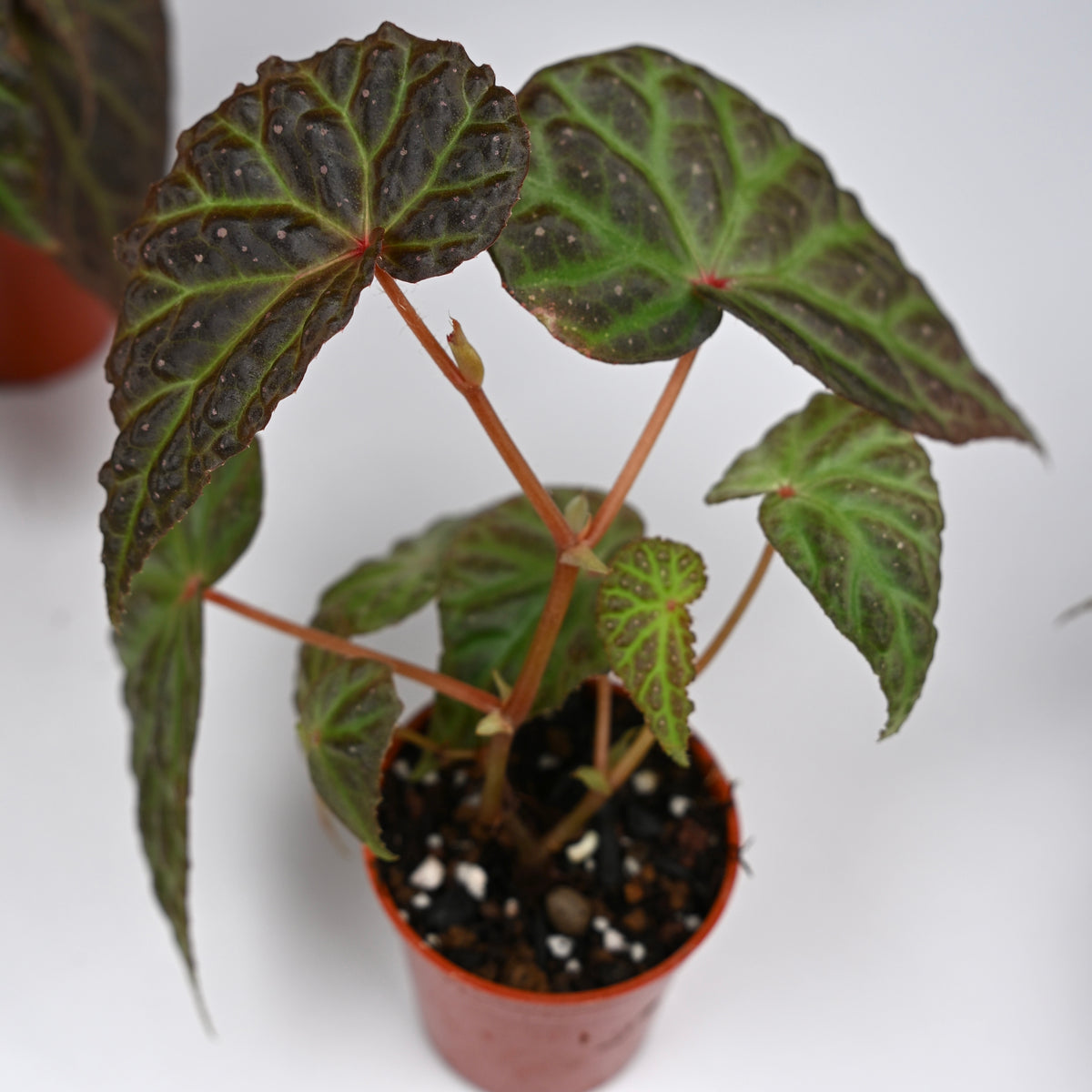 Begonia Dracopelta x Malachosticta DF
