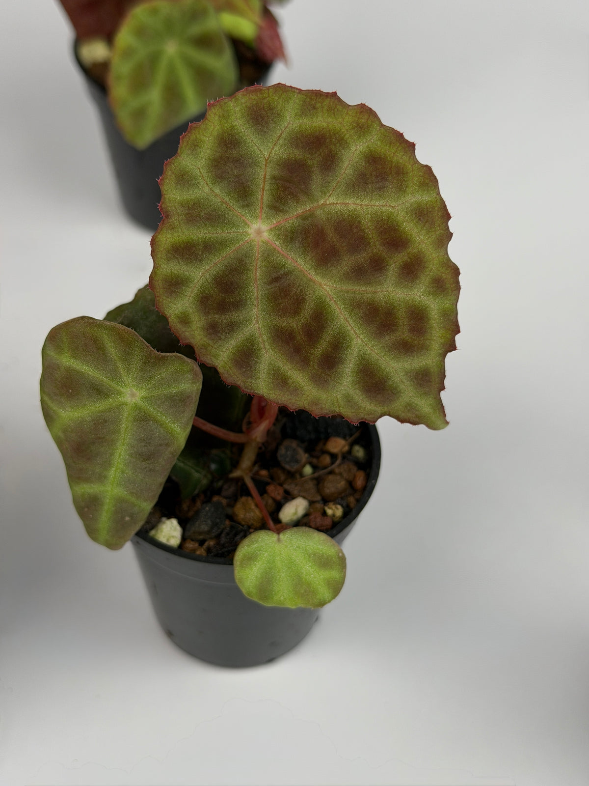 Begonia Goegoensis