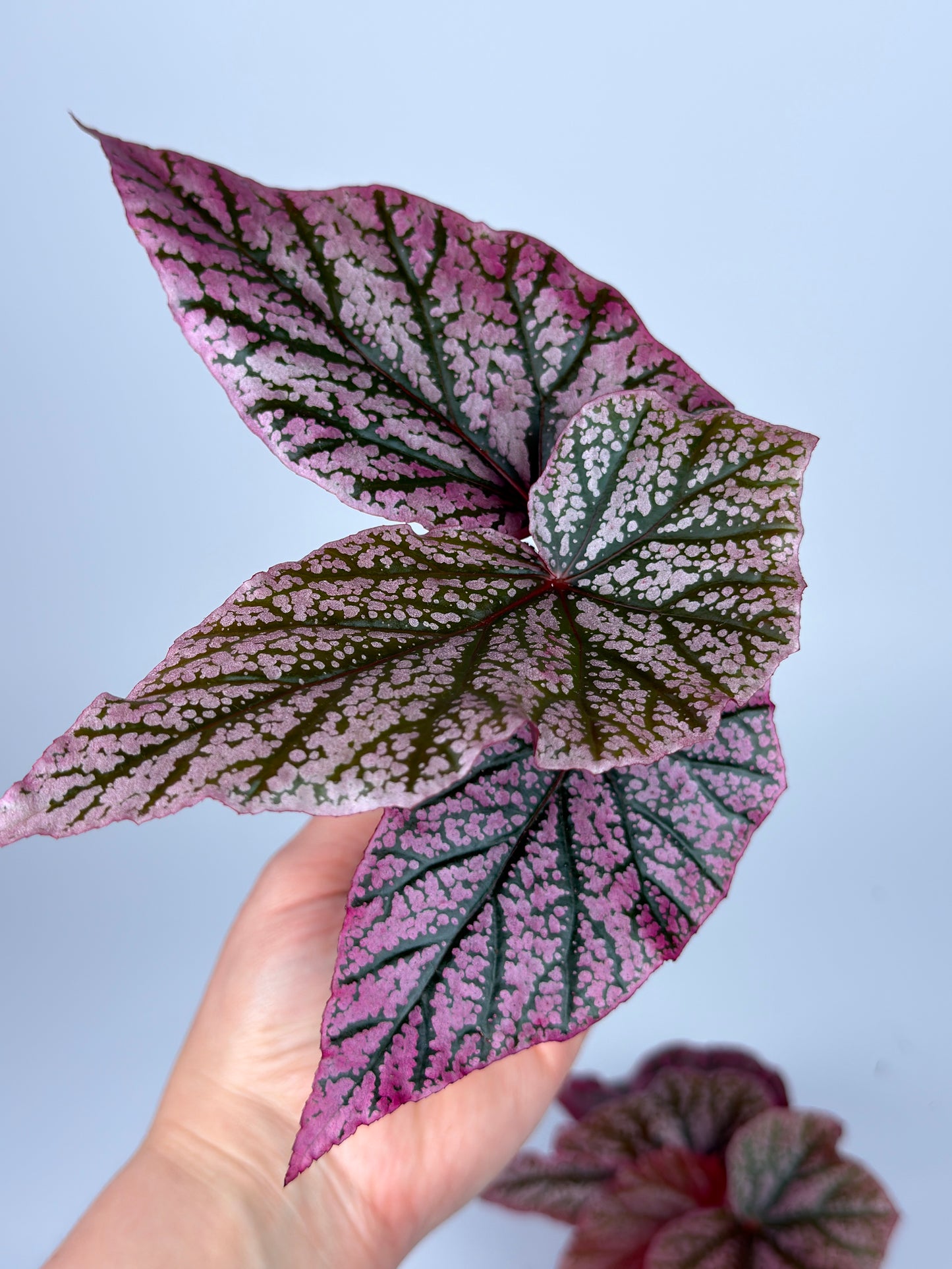 Begonia 'Red Berry'
