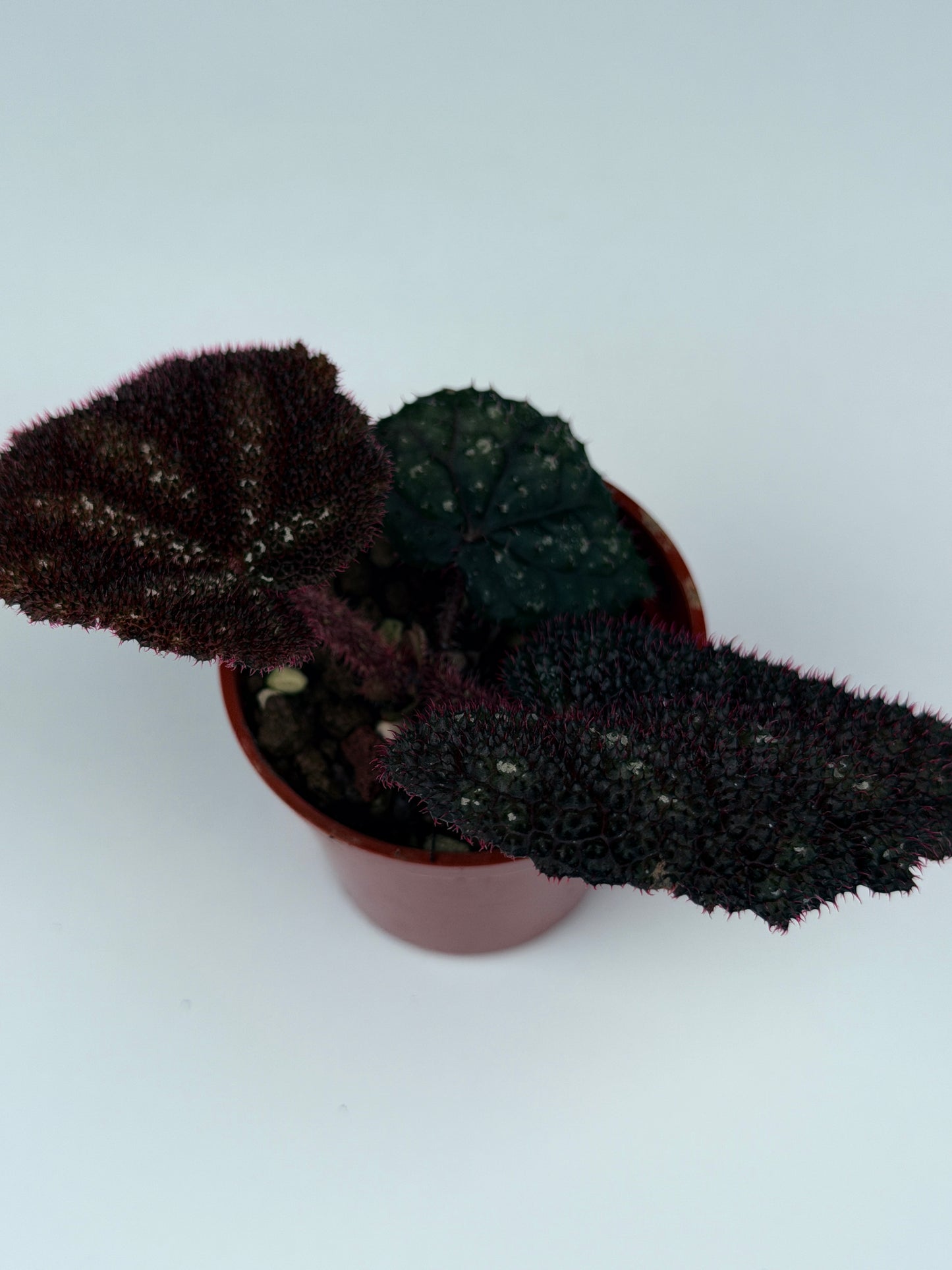 Begonia Kui