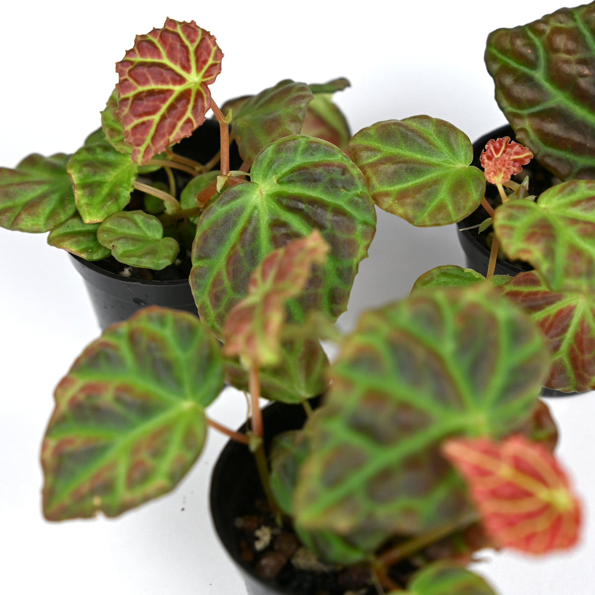 Begonia Dracopelta x Sarawak