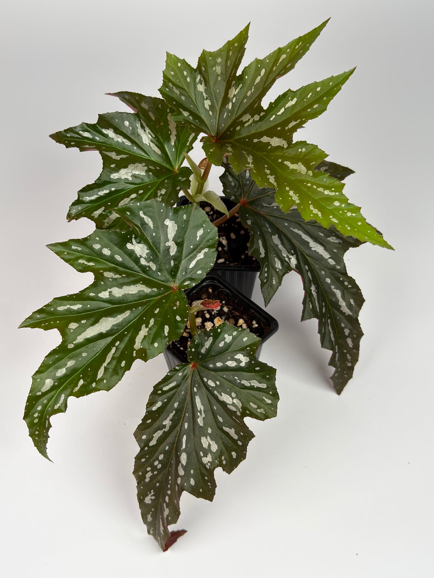 Begonia Sophie Cecile
