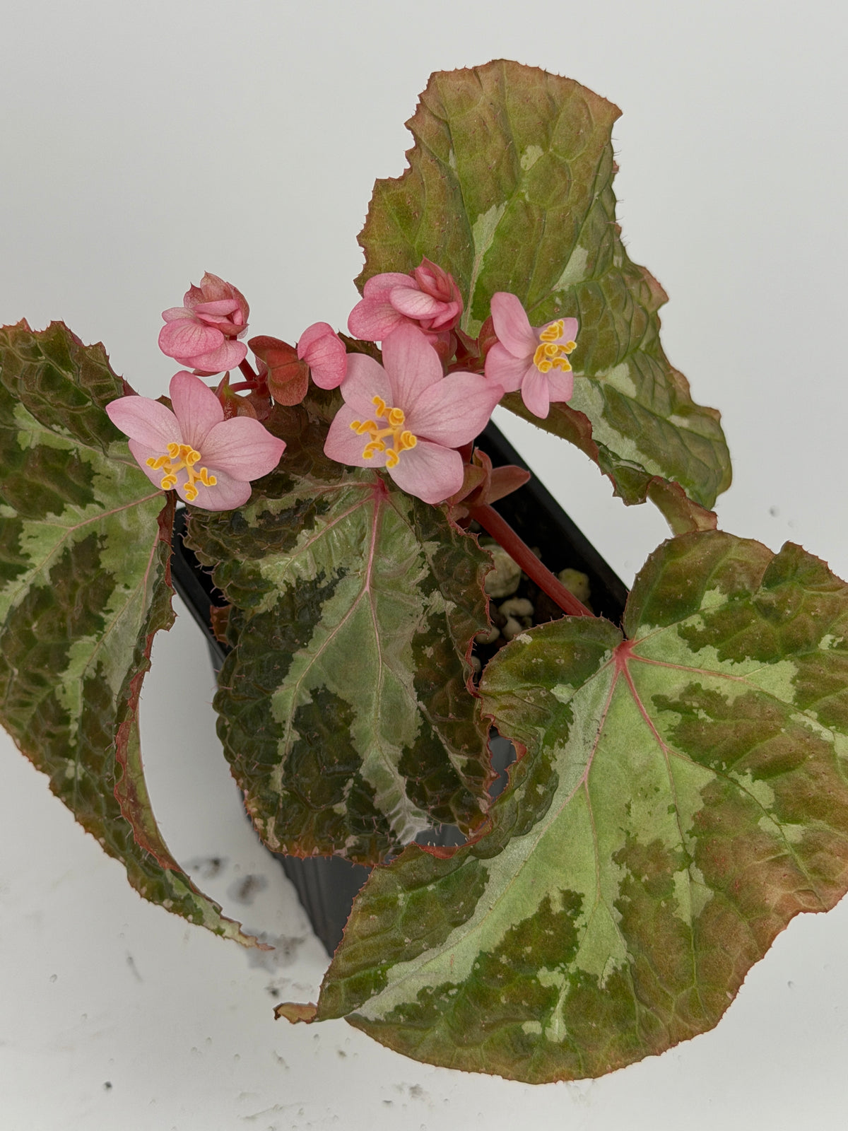 Begonia Colorata x Tawau