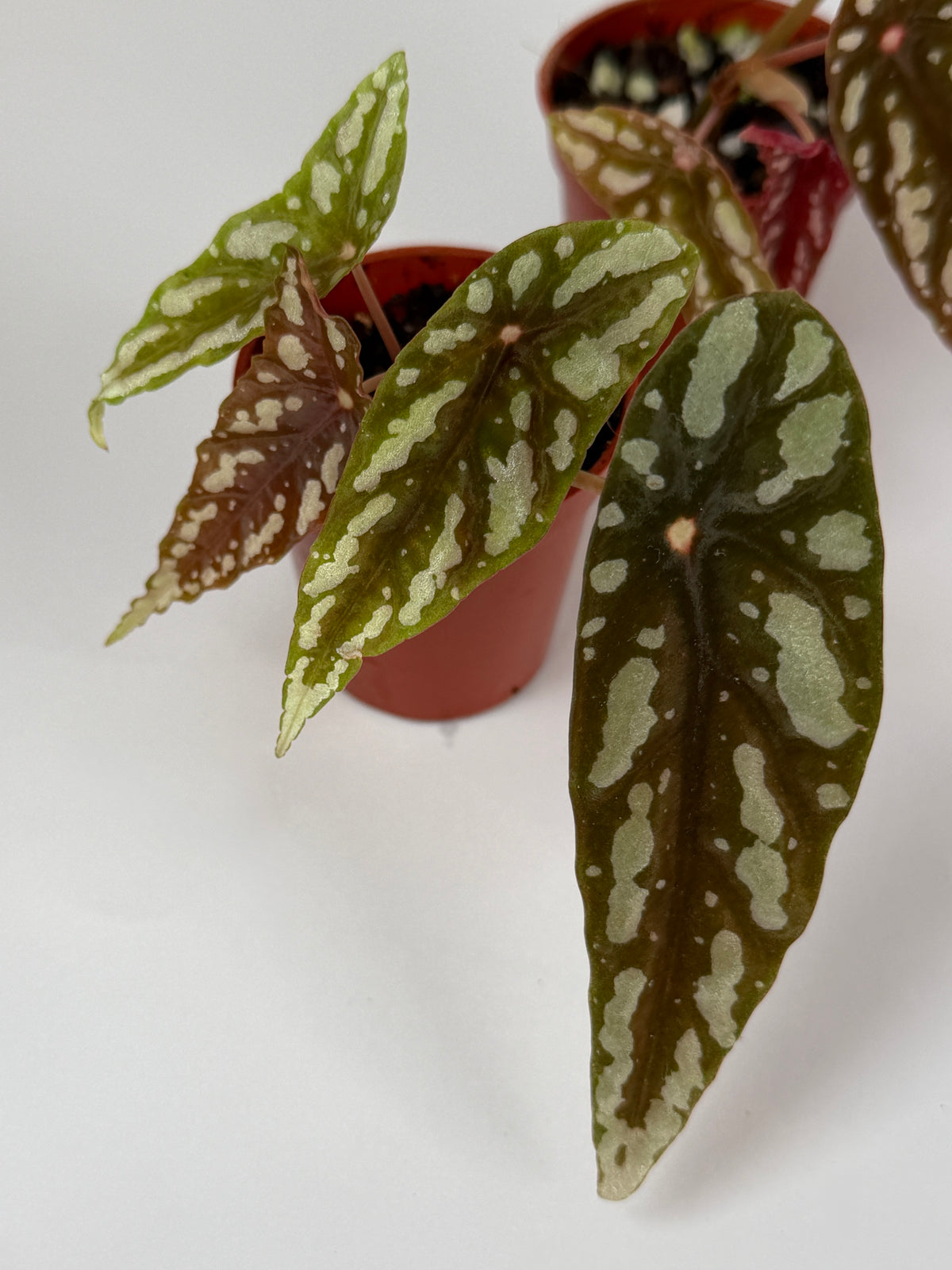 Begonia Lubbersii