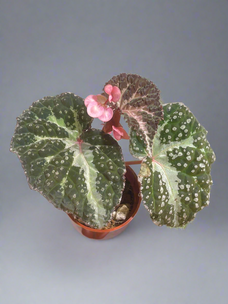 Begonia Colorata x Tawau