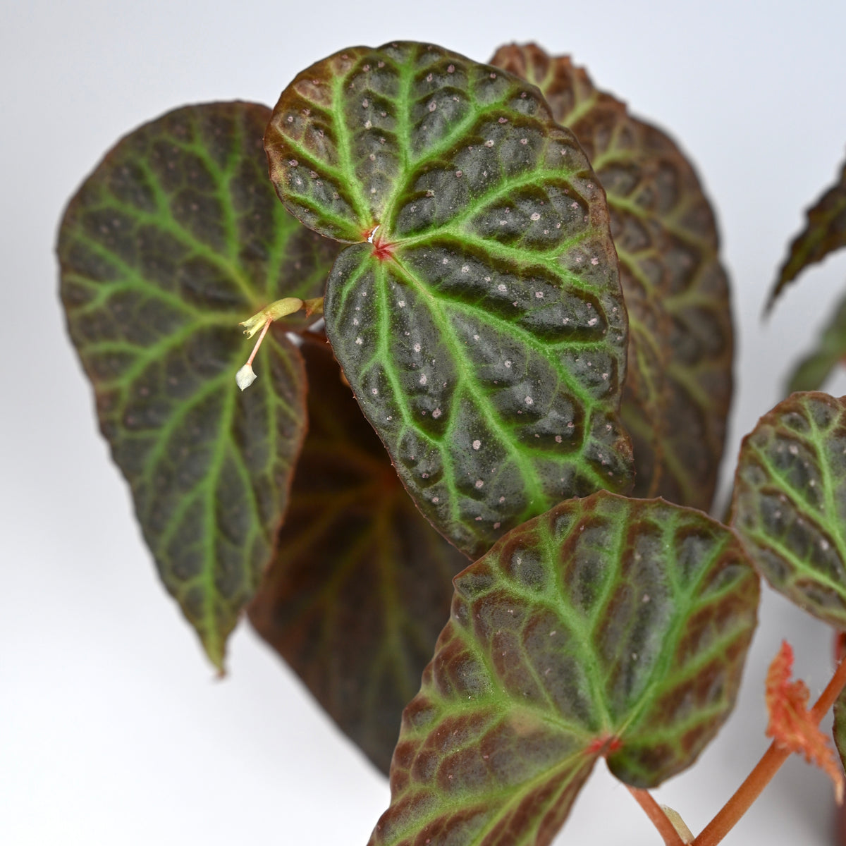 Begonia Dracopelta x Malachosticta DF